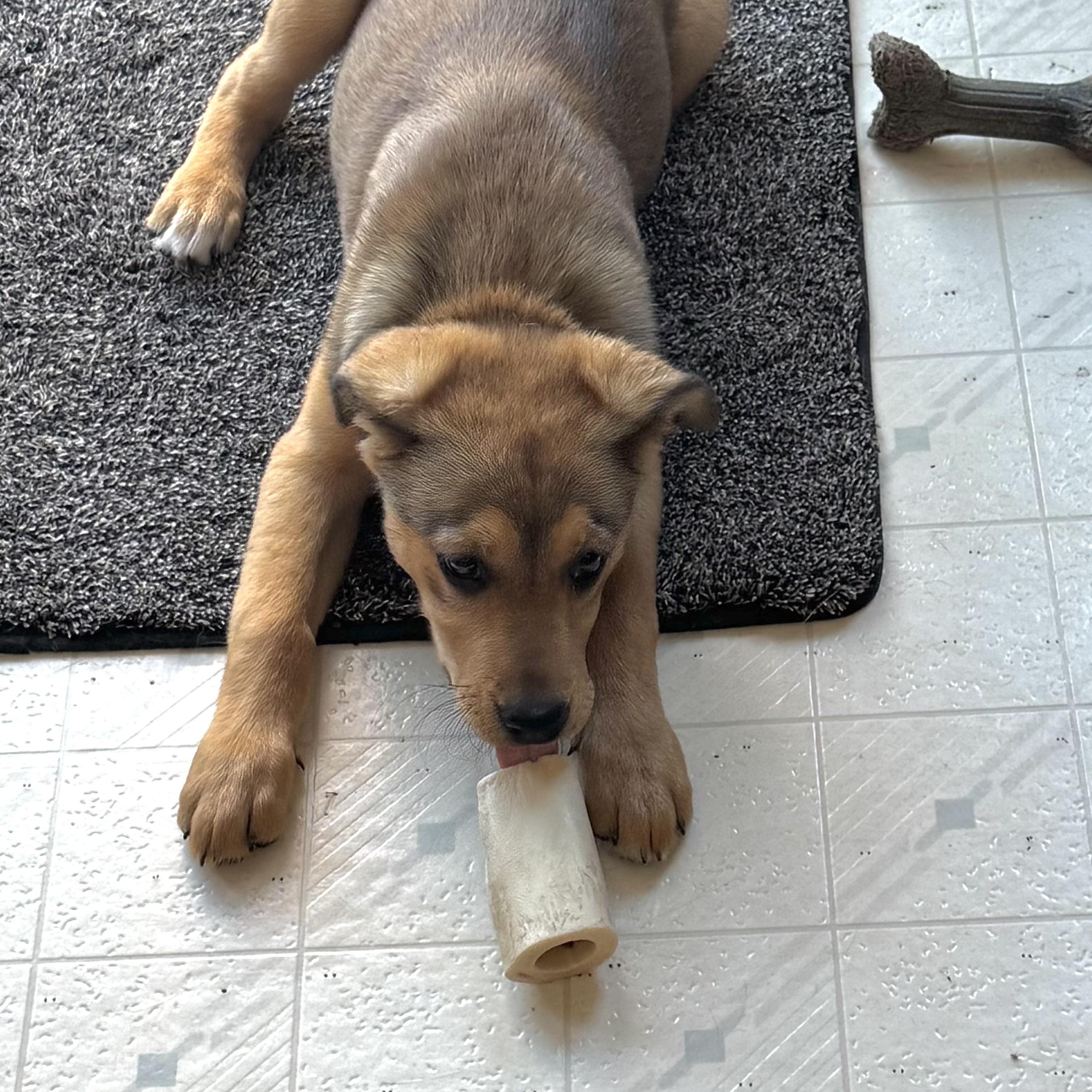 Enlarge Cookie, a ADOPTABLE mixed breed in Prior Lake, MN image 5/5