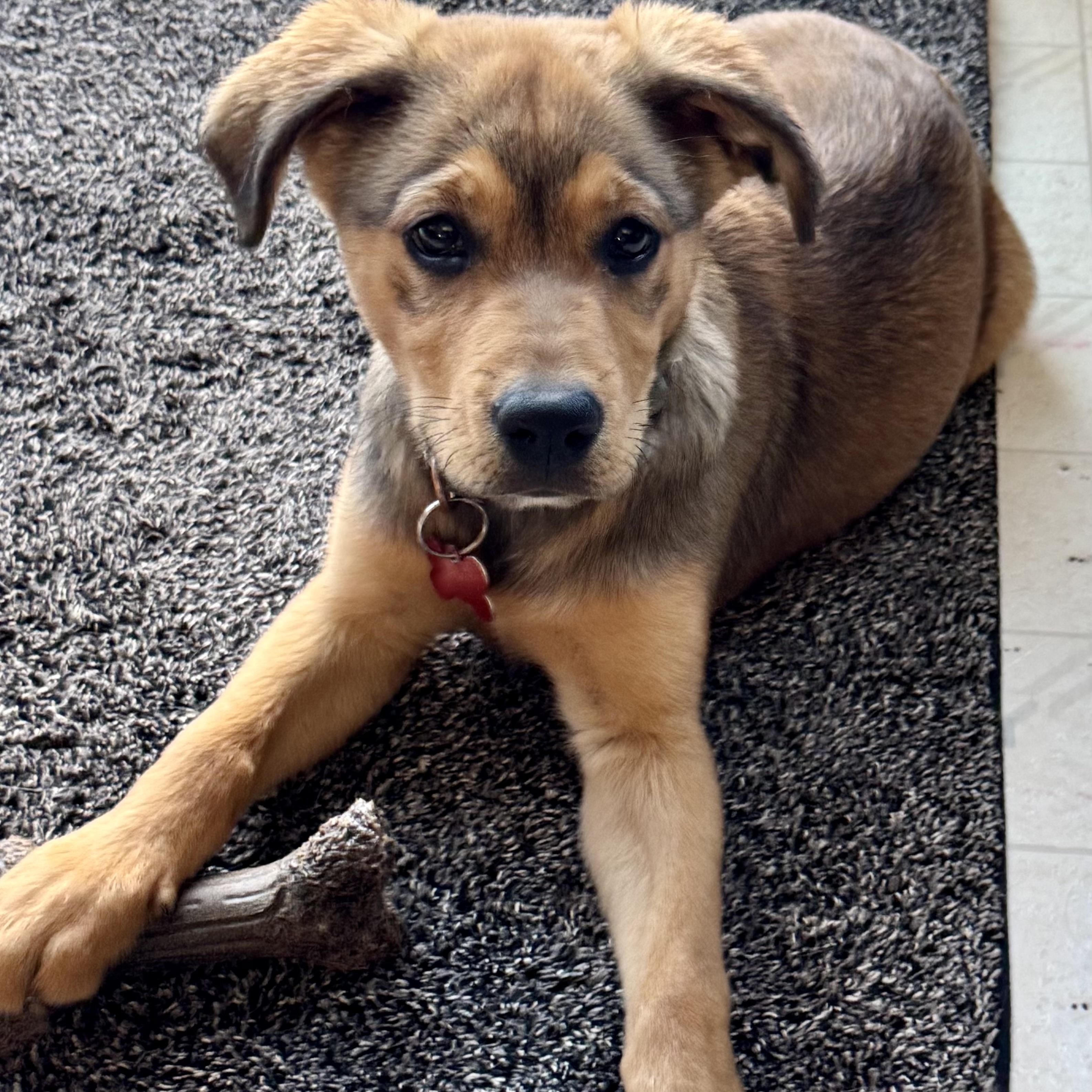 Enlarge Cookie, a ADOPTABLE mixed breed in Prior Lake, MN image 1/5