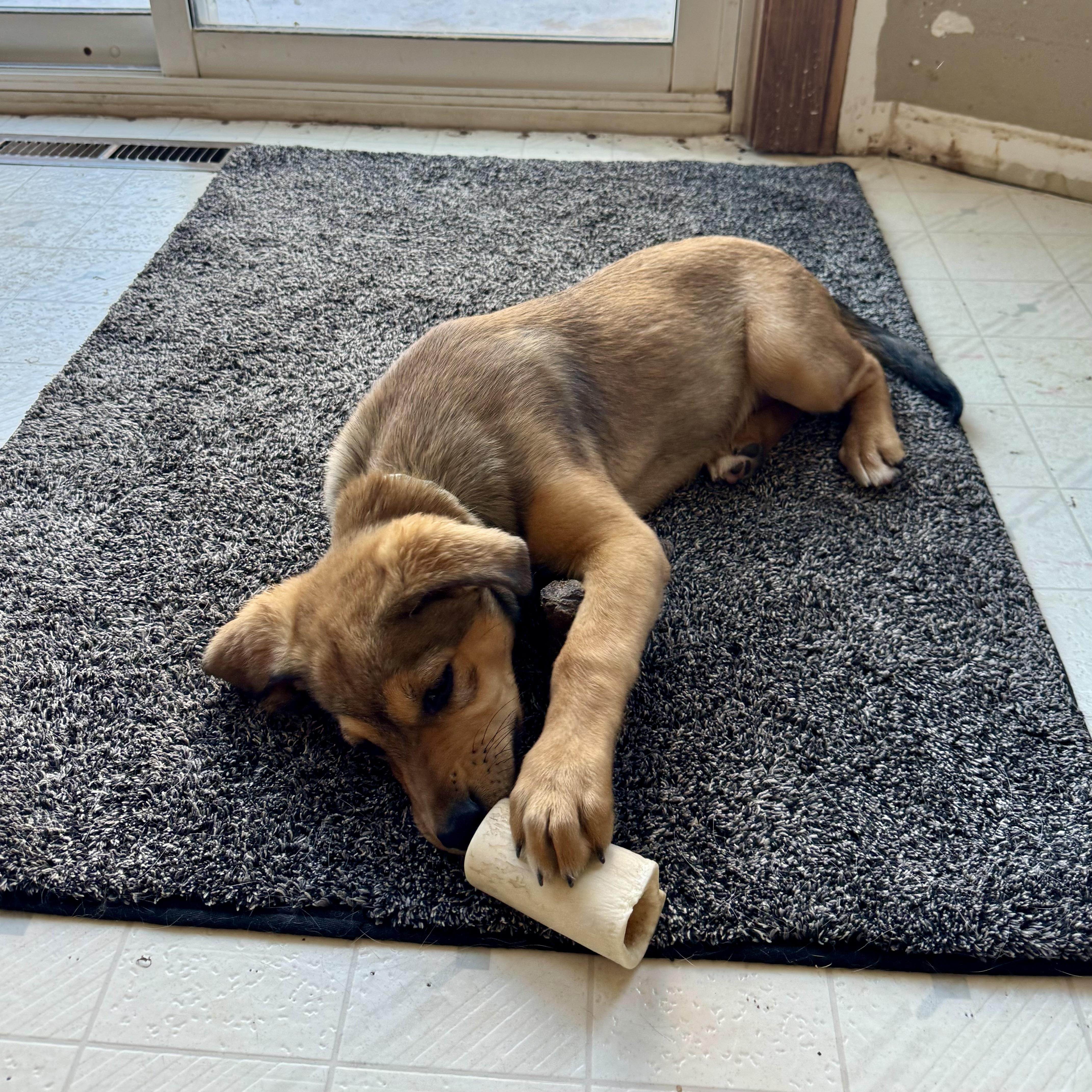 Enlarge Cookie, a ADOPTABLE mixed breed in Prior Lake, MN image 4/5