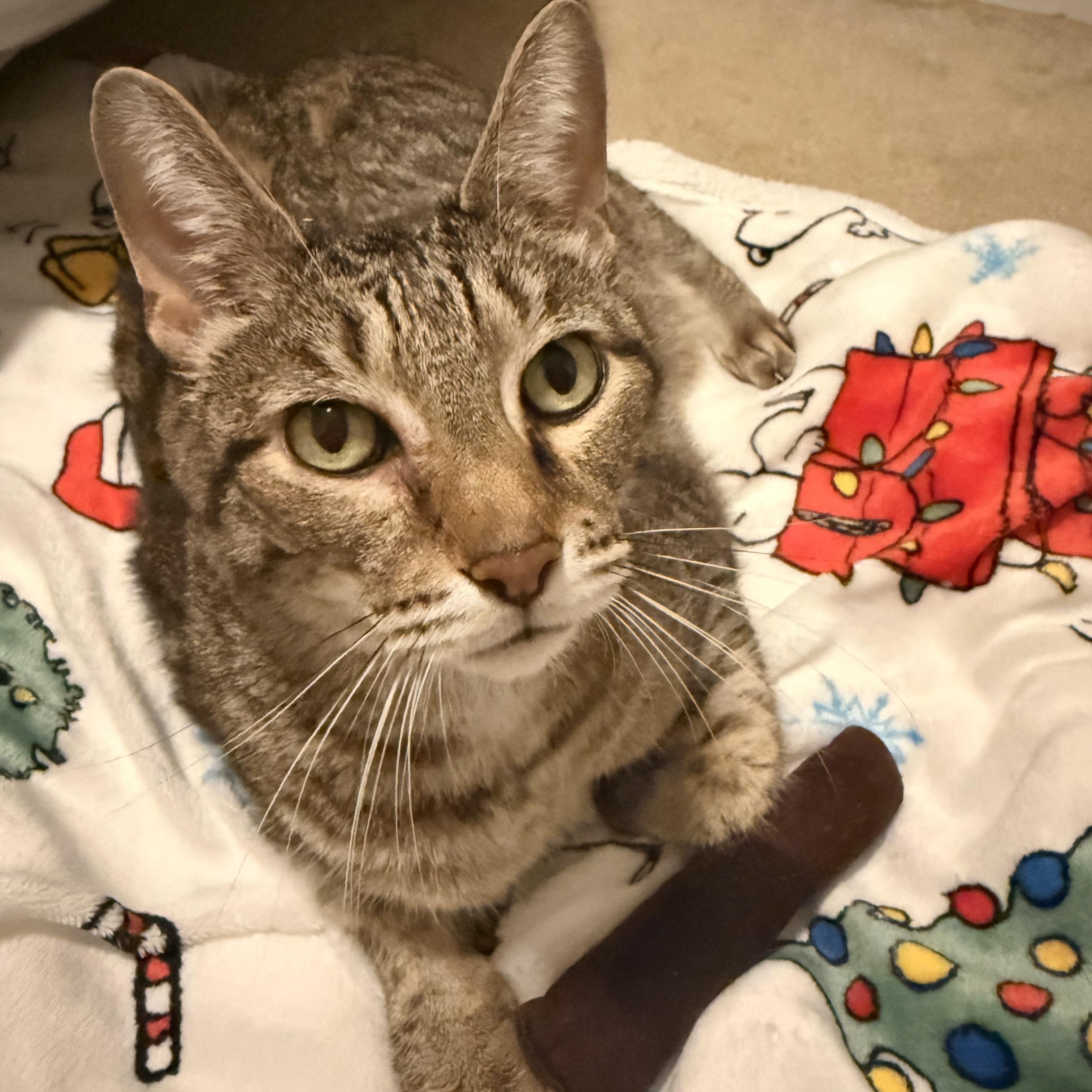 Enlarge Chance (ID 52688), a Adoptable Domestic Short Hair in Manassas, VA image 1/4