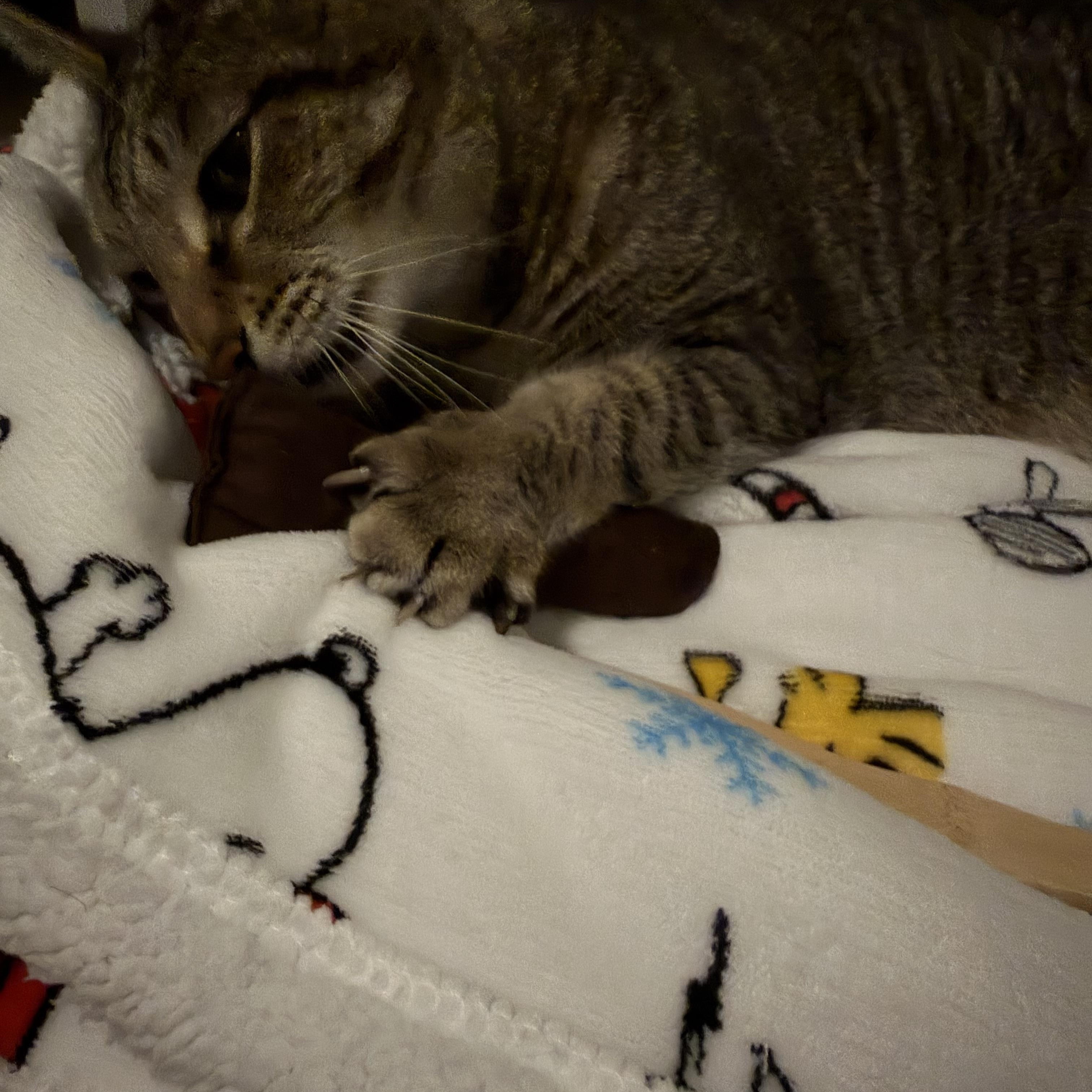 Enlarge Chance (ID 52688), a Adoptable Domestic Short Hair in Manassas, VA image 4/4
