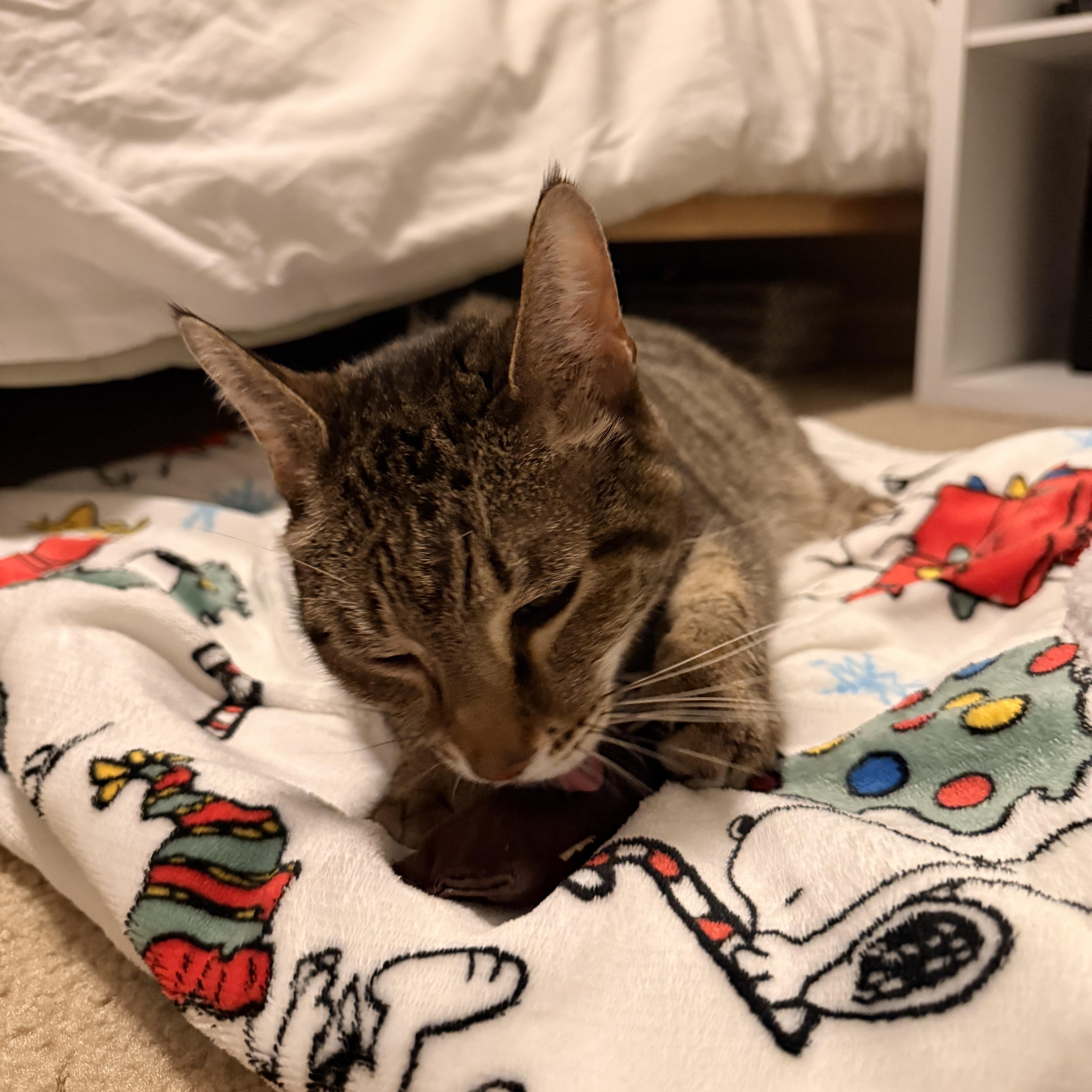 Enlarge Chance (ID 52688), a Adoptable Domestic Short Hair in Manassas, VA image 3/4