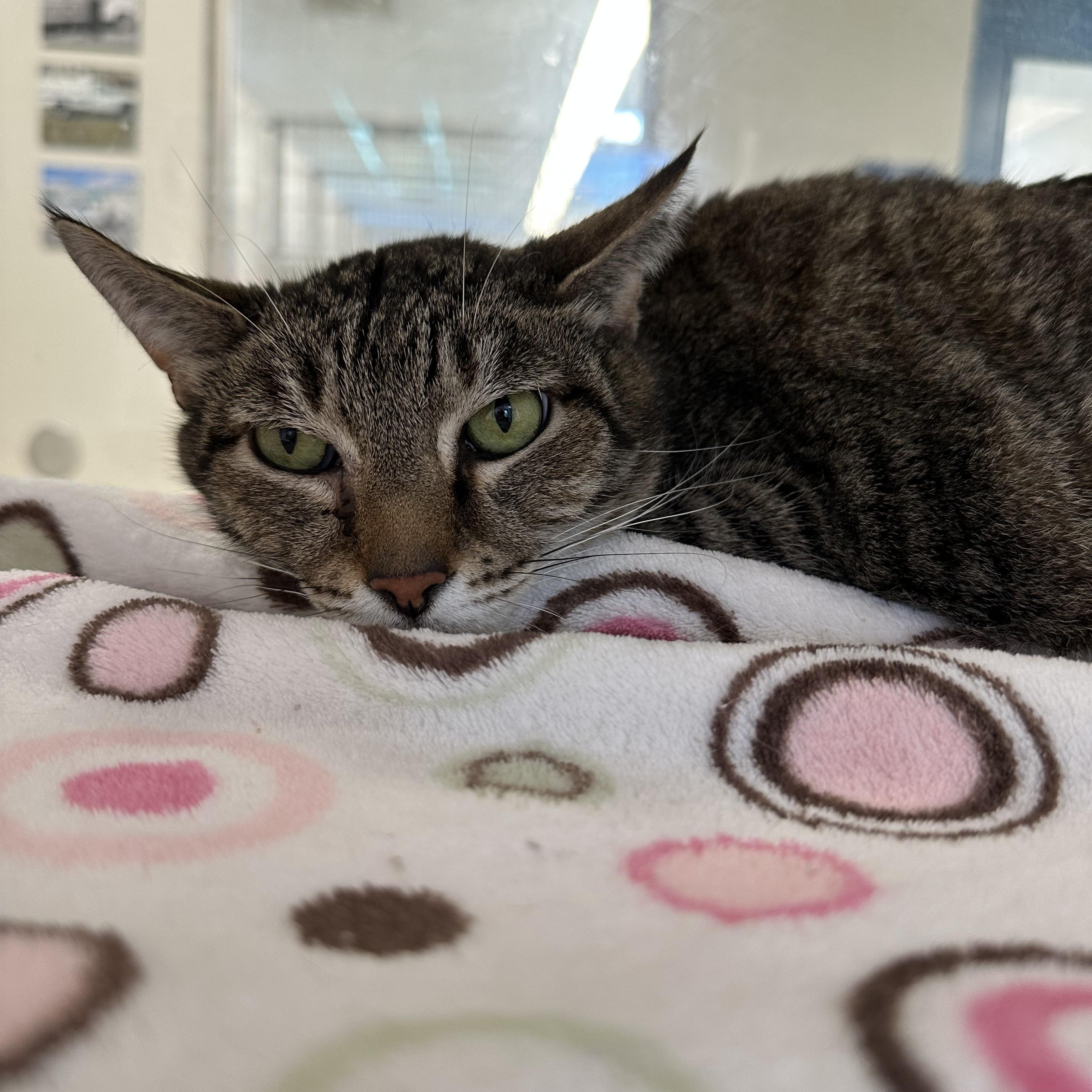 Chance (ID 52688), ADOPTABLE, Adult Male Domestic Short Hair.