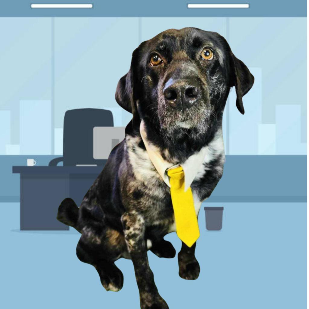 Butler, a Adoptable Catahoula Leopard Dog in Conway, NH image 2/6