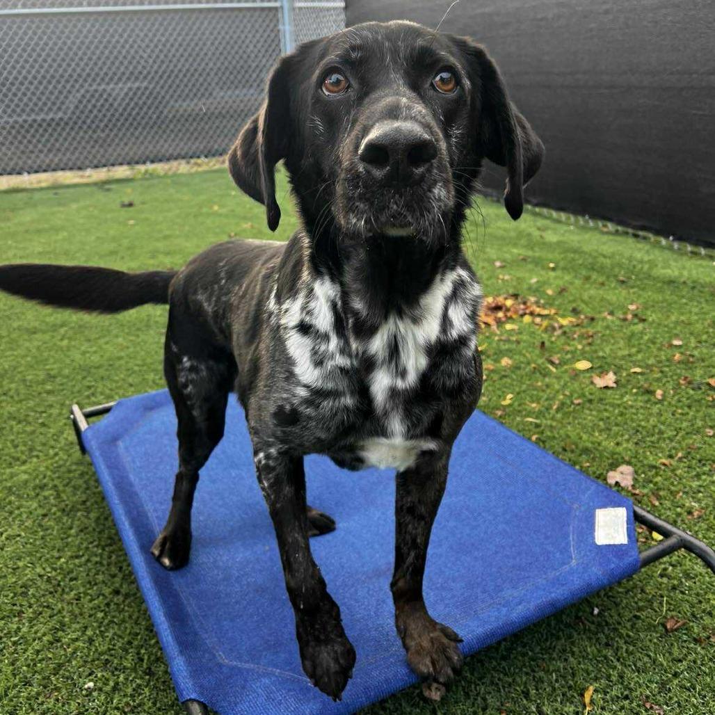 Butler, a Adoptable Catahoula Leopard Dog in Conway, NH image 4/6