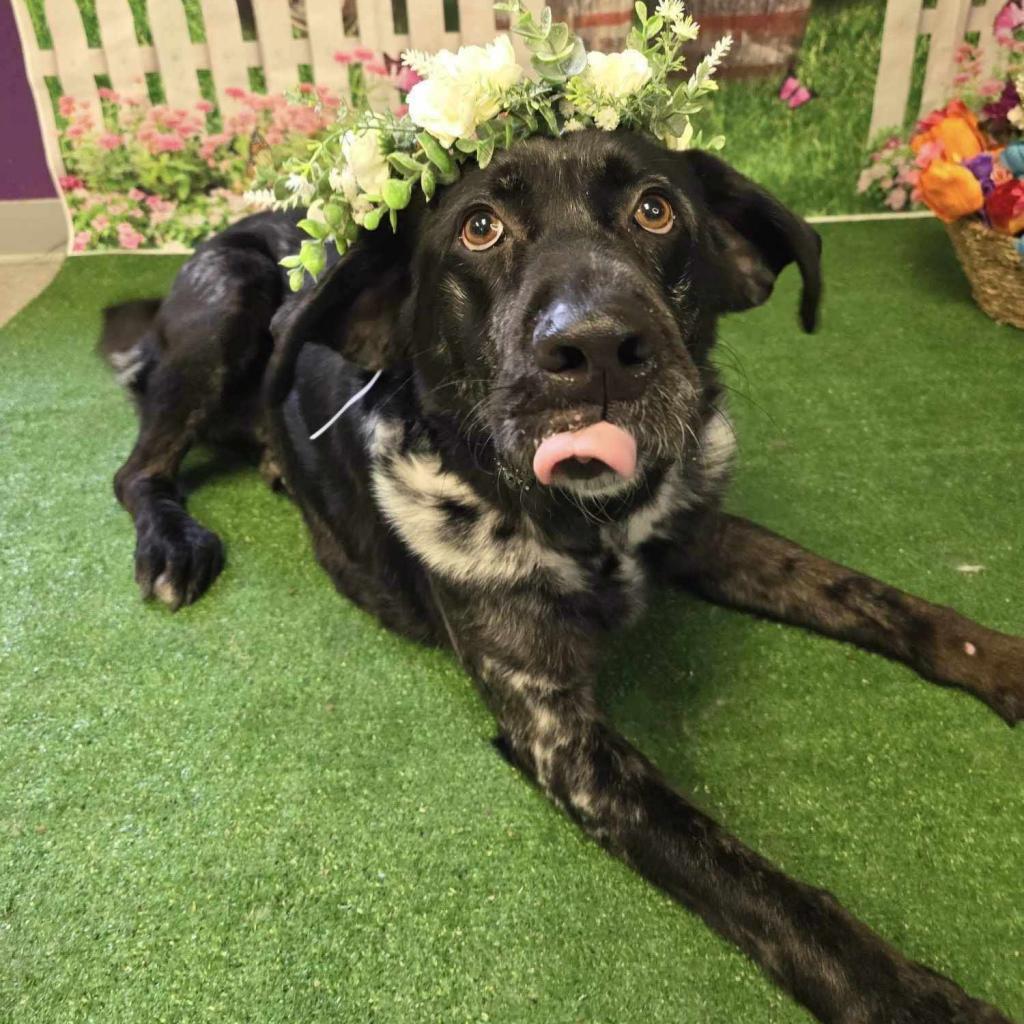 Butler, a Adoptable Catahoula Leopard Dog in Conway, NH image 6/6