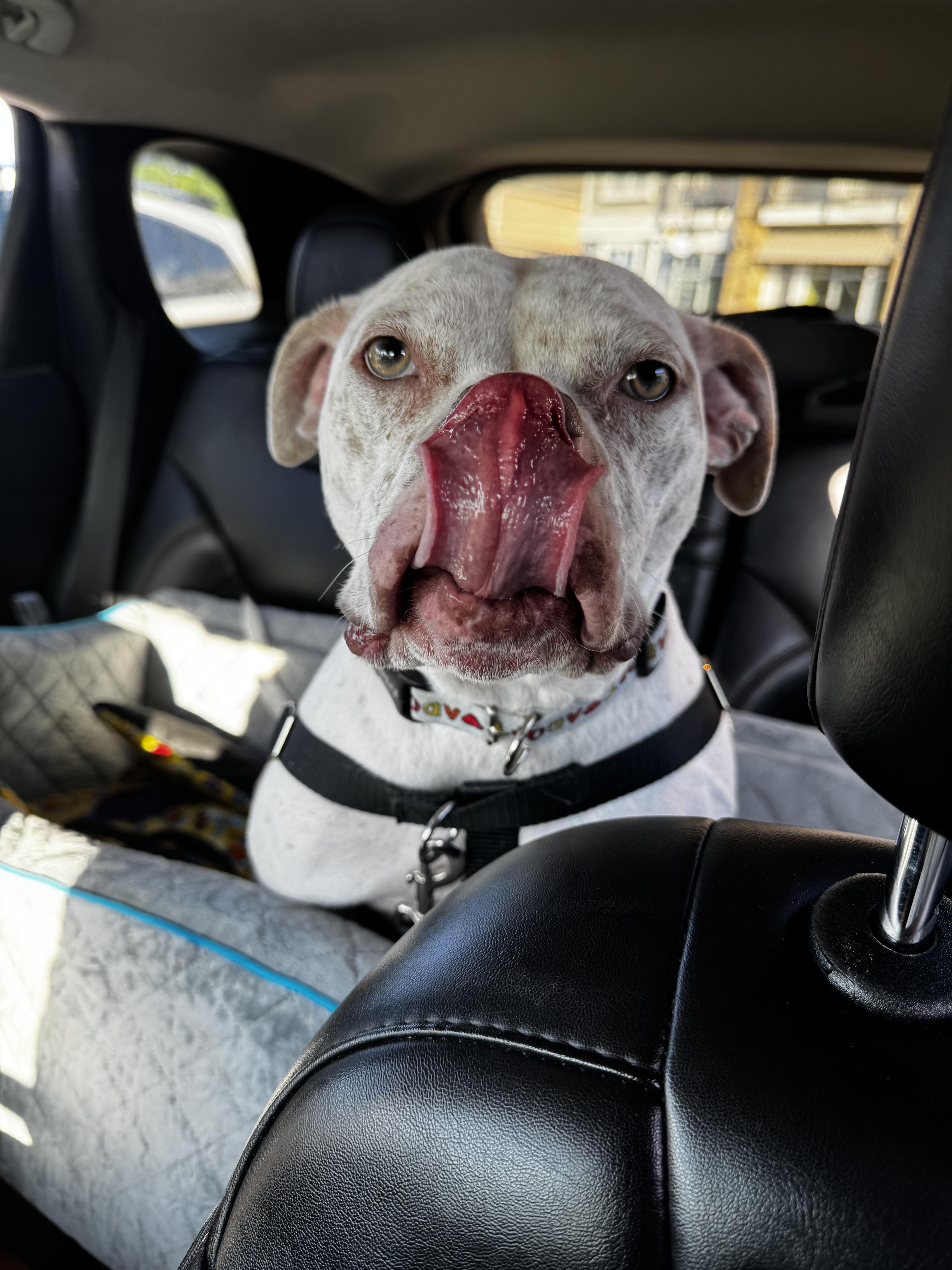 Enlarge Midge, a Adoptable mixed breed in Troy, MI image 1/6