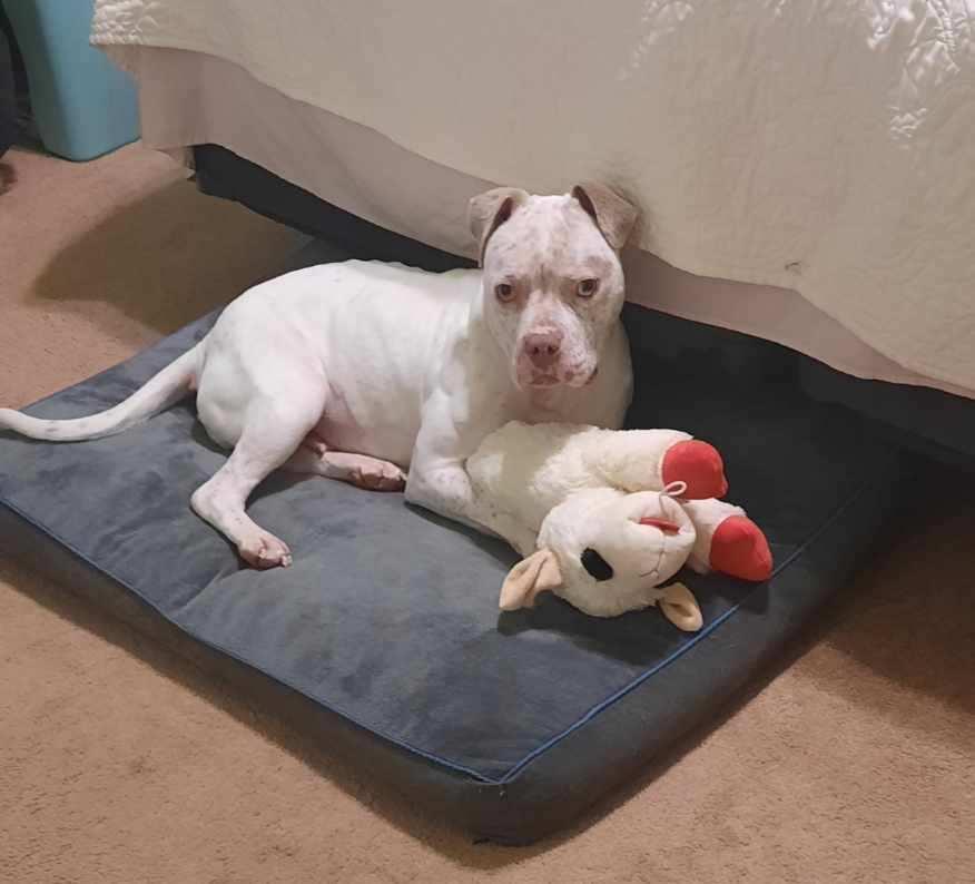 Enlarge Midge, a Adoptable mixed breed in Troy, MI image 3/6