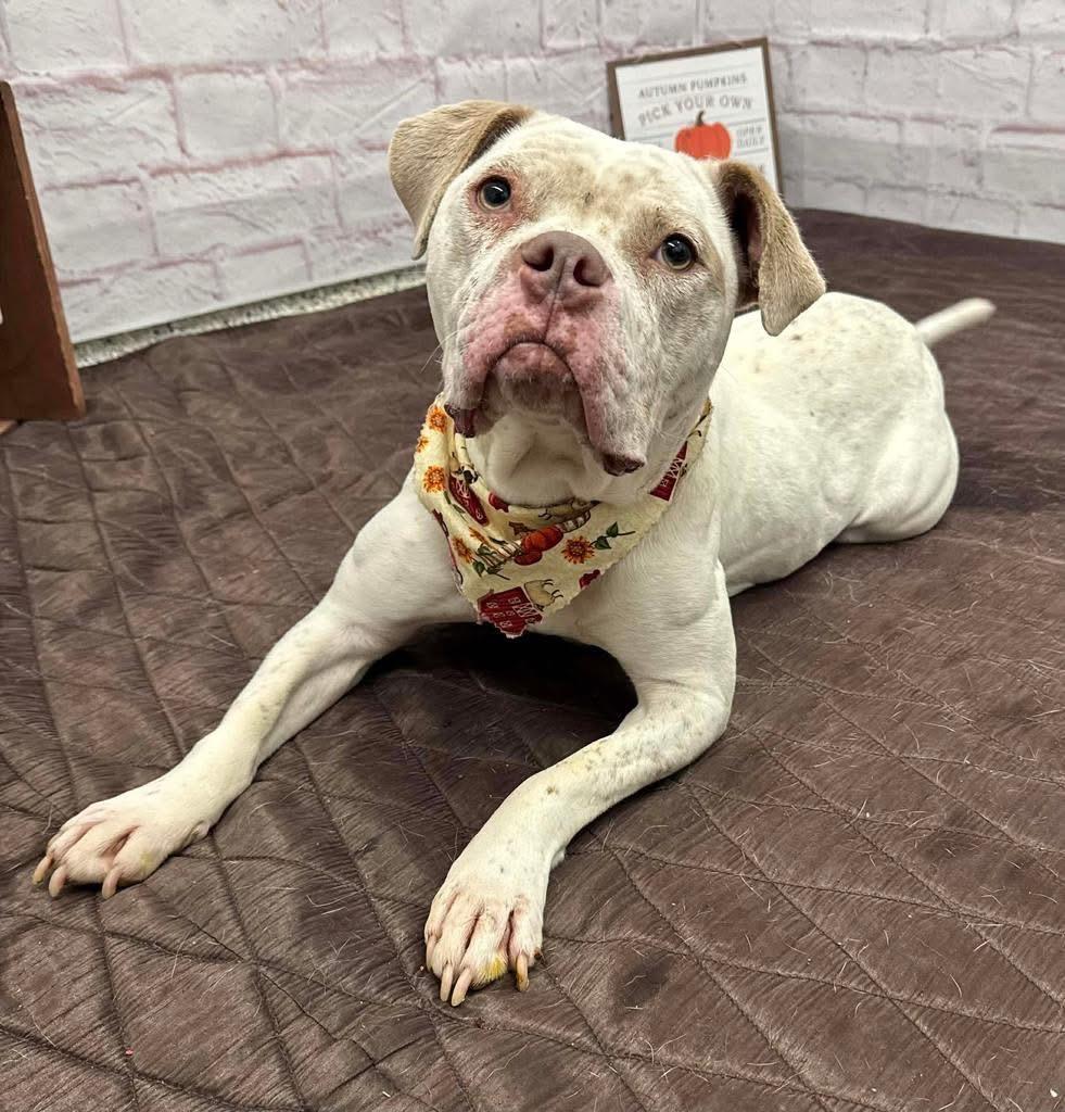 Enlarge Midge, a Adoptable mixed breed in Troy, MI image 3/6