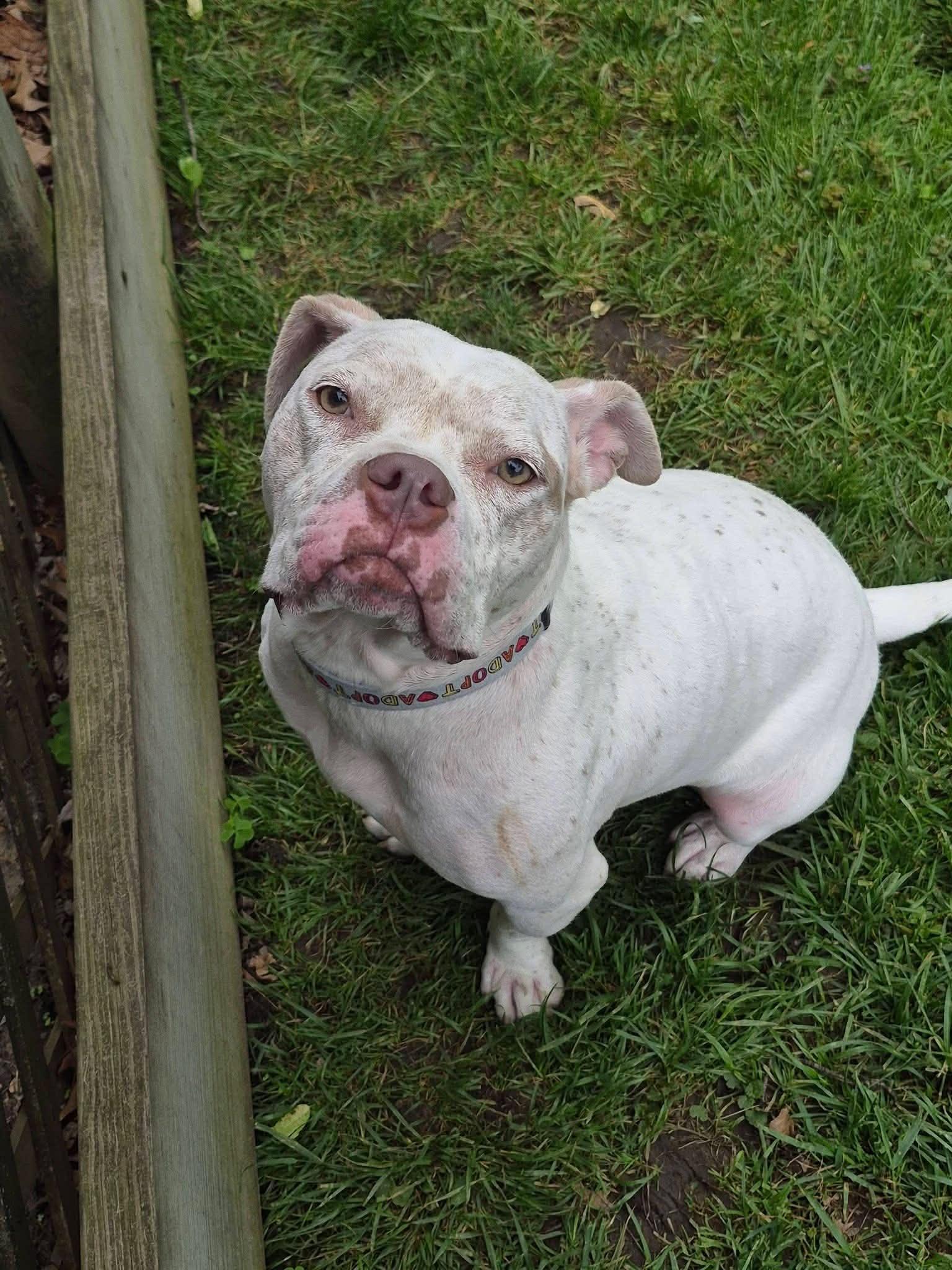 Enlarge Midge, a Adoptable mixed breed in Troy, MI image 4/6