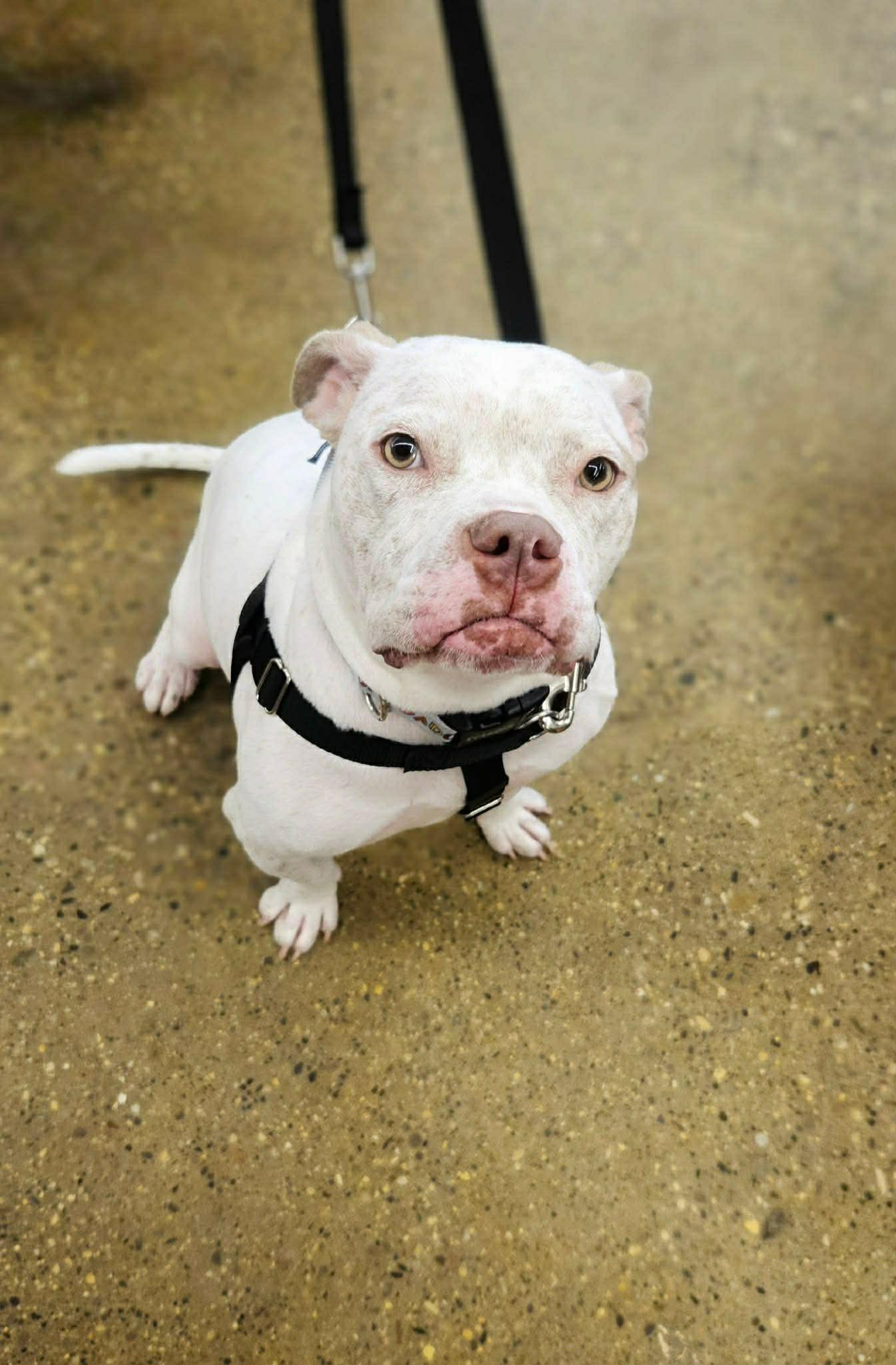 Enlarge Midge, a Adoptable mixed breed in Troy, MI image 4/6