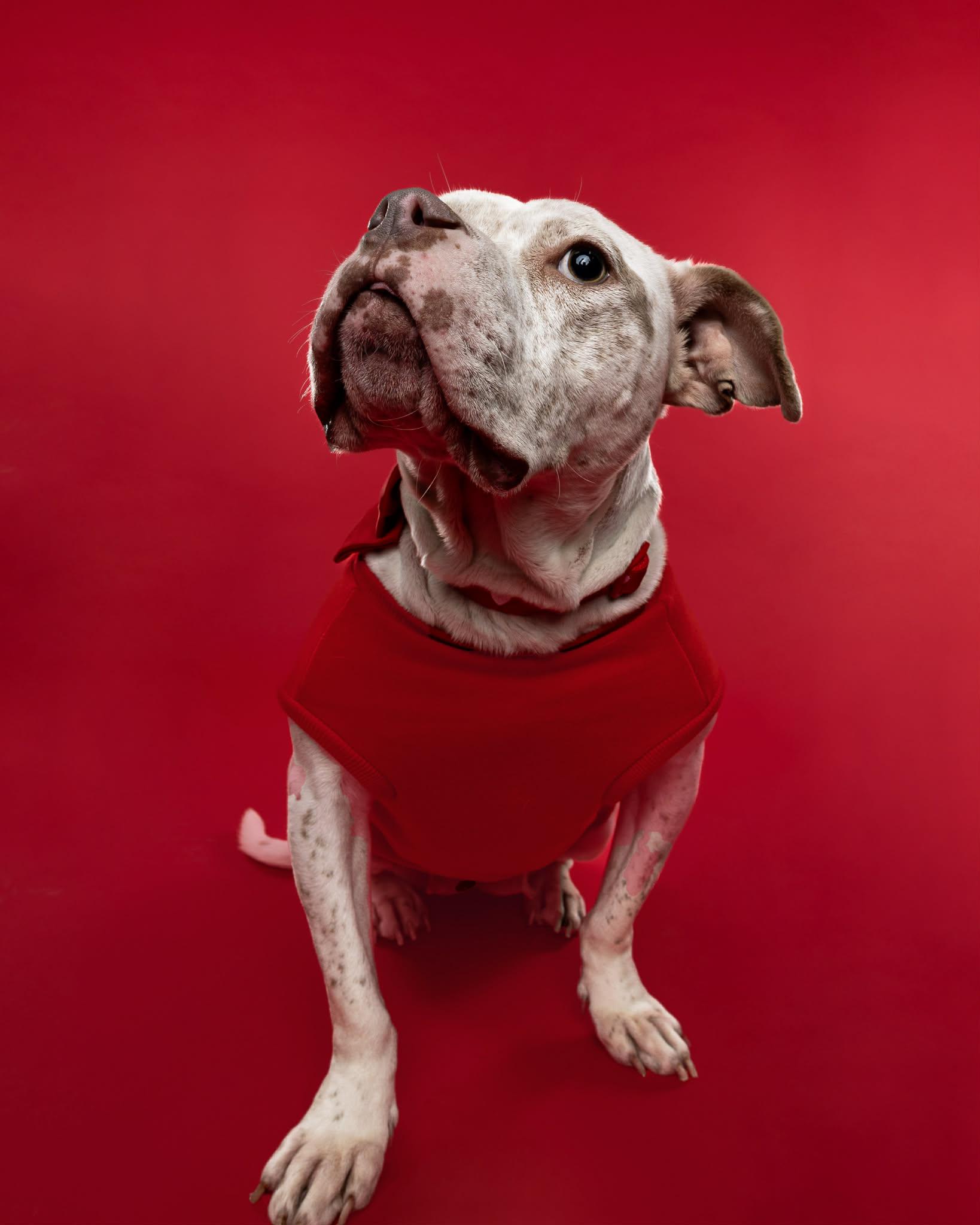 Enlarge Midge, a Adoptable mixed breed in Troy, MI image 4/6