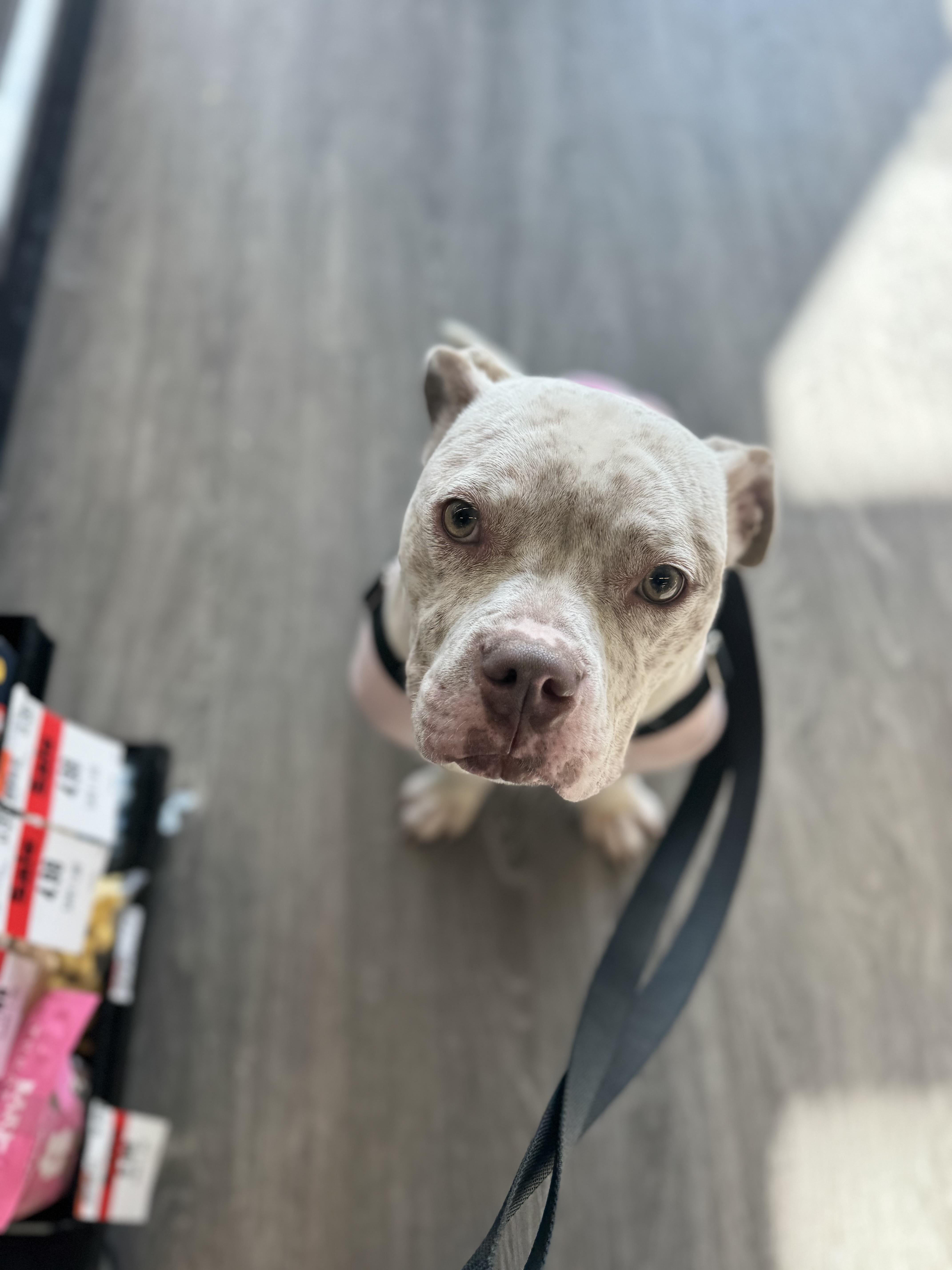 Enlarge Midge, a Adoptable mixed breed in Troy, MI image 5/6