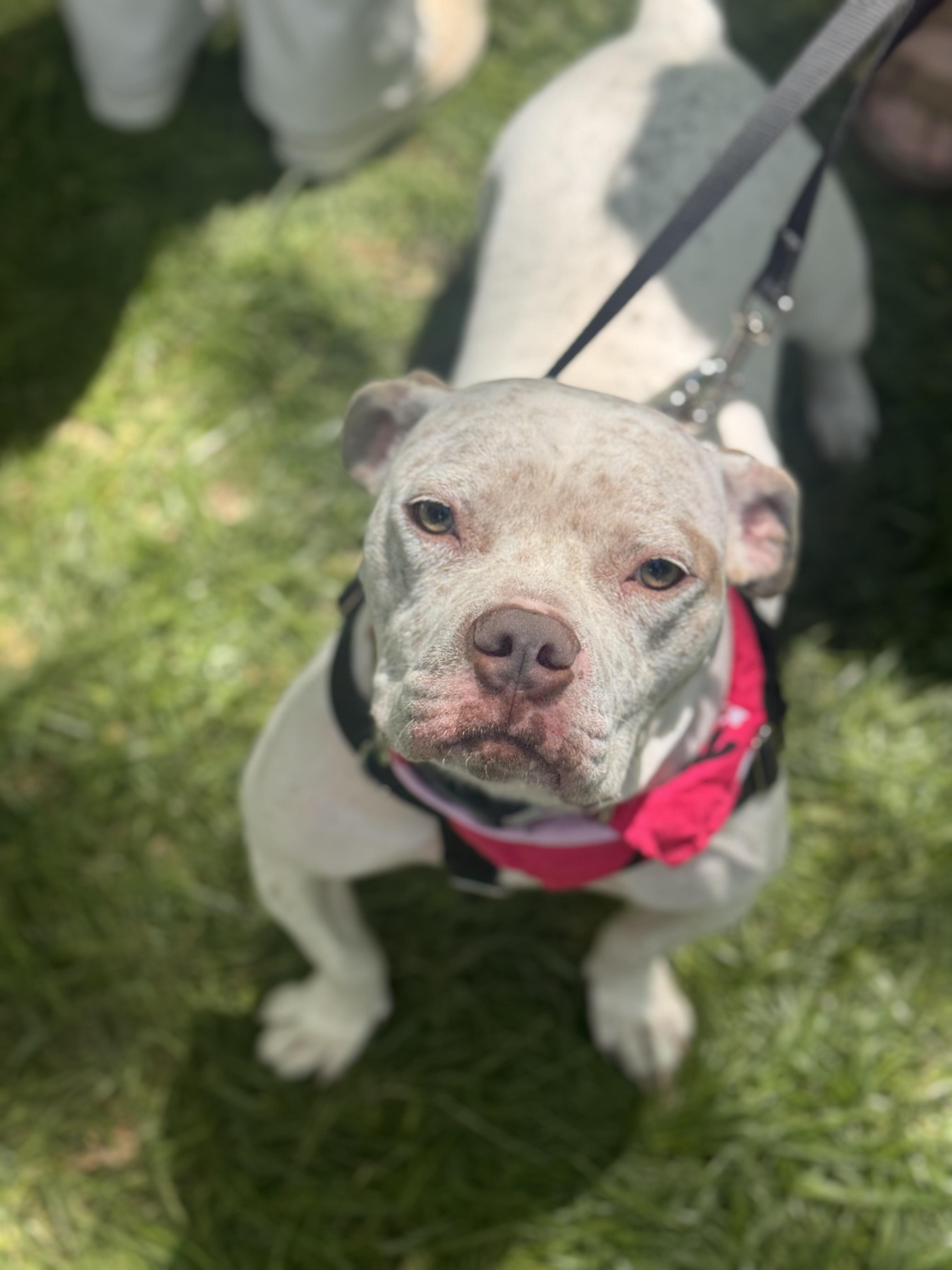 Enlarge Midge, a Adoptable mixed breed in Troy, MI image 5/6
