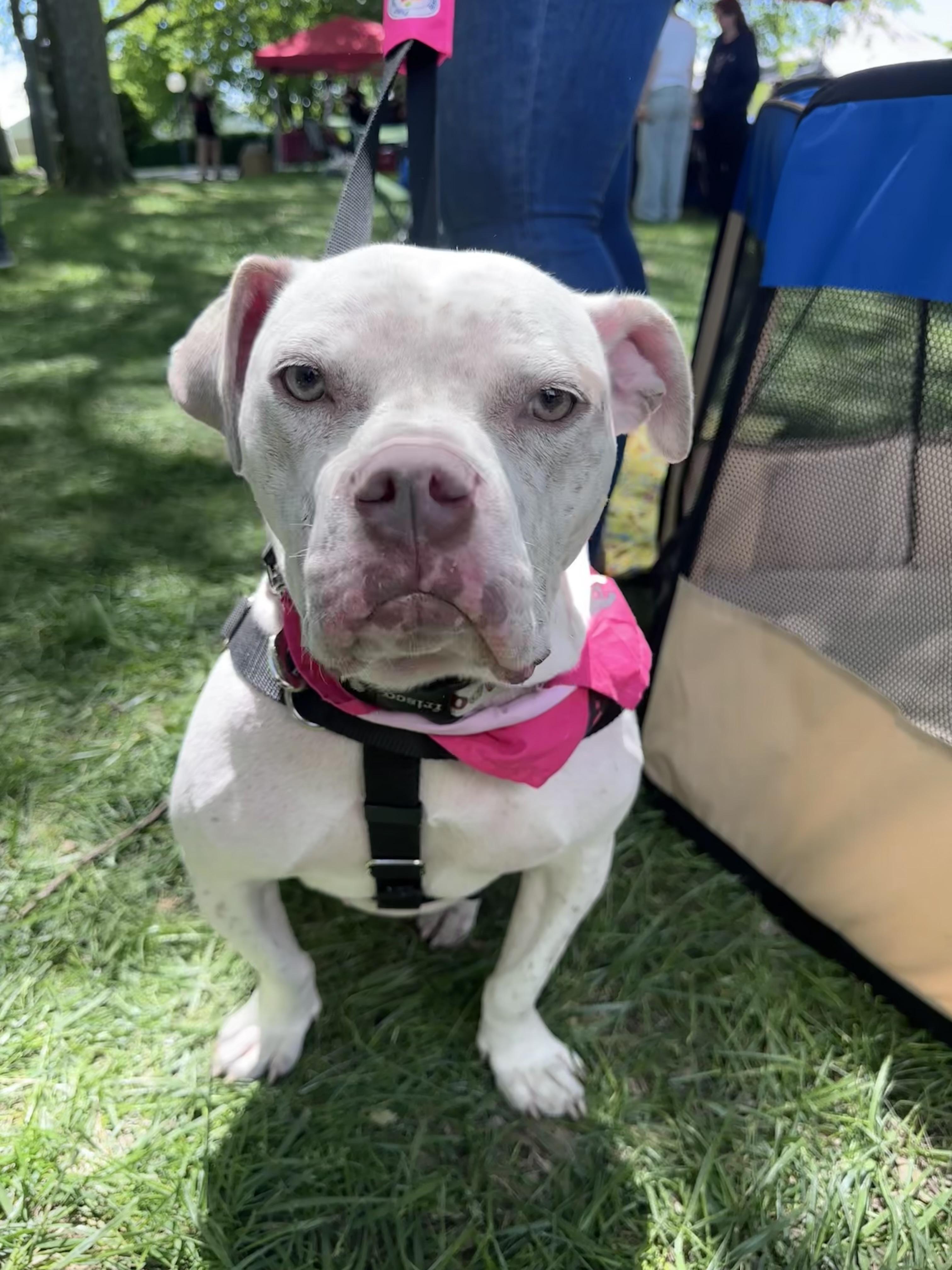 Enlarge Midge, a Adoptable mixed breed in Troy, MI image 6/6