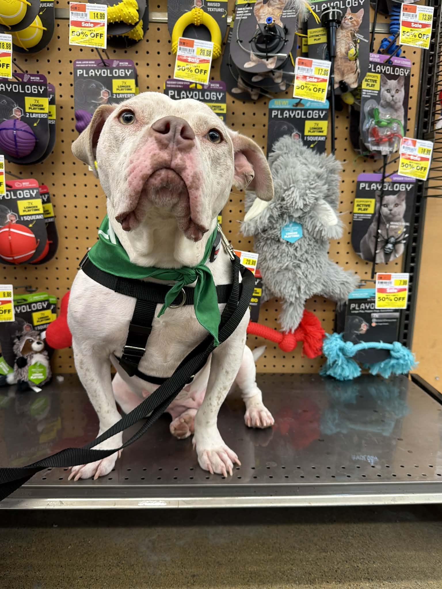 Midge, a Adoptable mixed breed in Troy, MI image 5/6