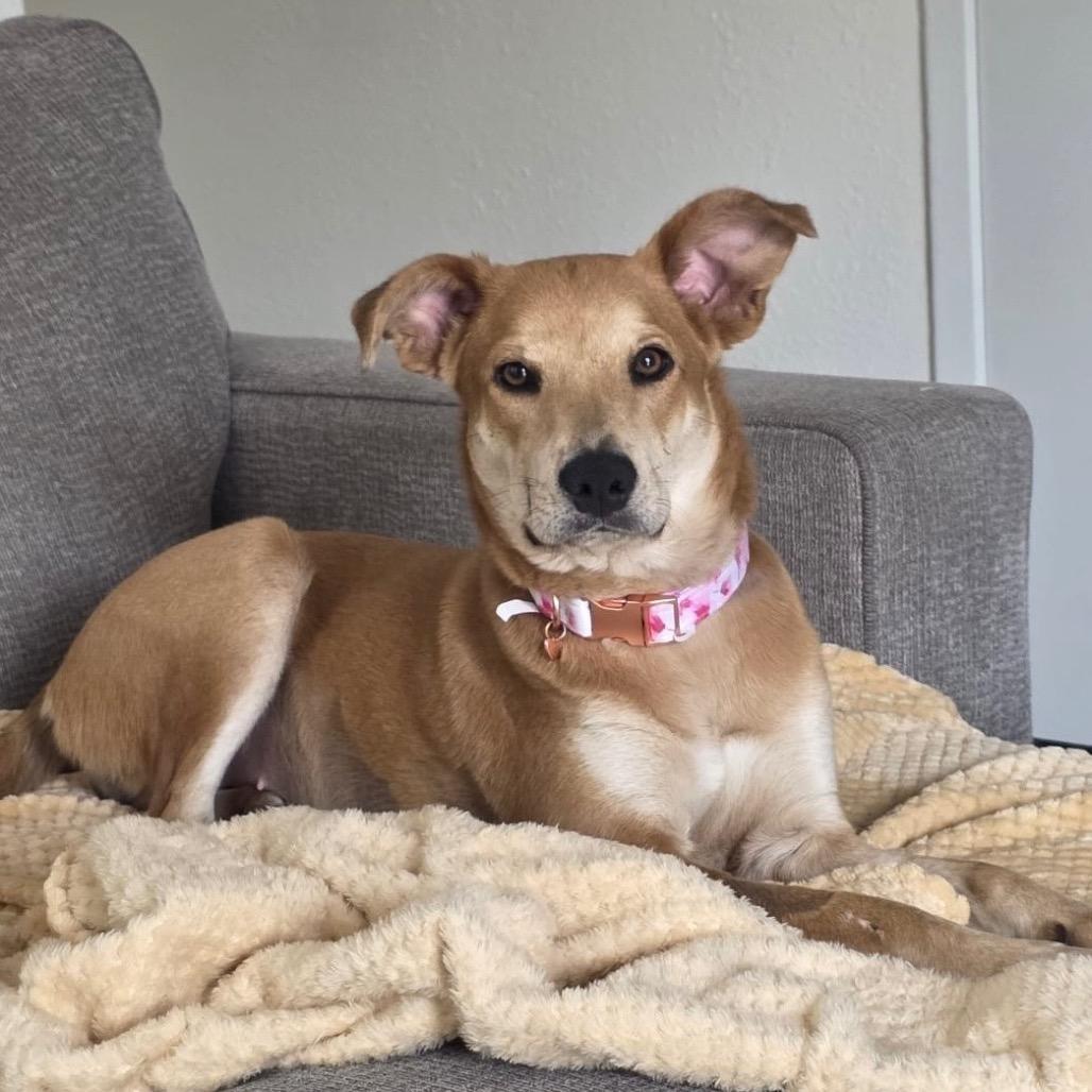 Canelita, Adoptable, Young Female Carolina Dog & Mixed Breed.