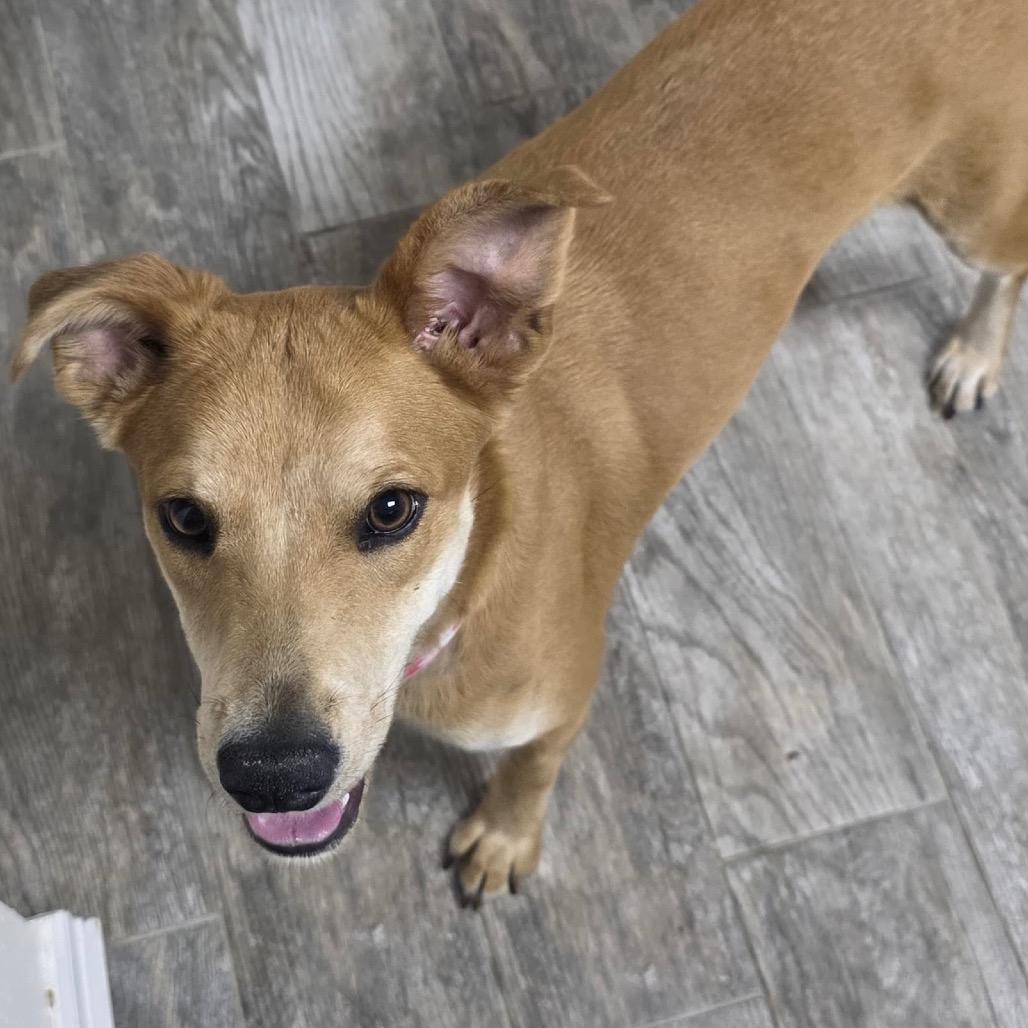 Enlarge Canelita, a Adoptable mixed breed in Brownsville, TX image 2/3