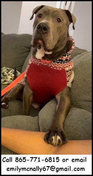 Smokey, Adopted, Adult Male Bull Terrier.