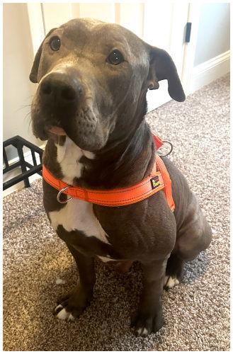 Smokey, a Adopted Bull Terrier image 2/3