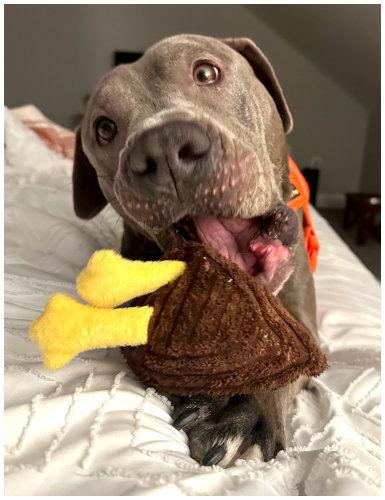 Smokey, a Adopted Bull Terrier image 3/3