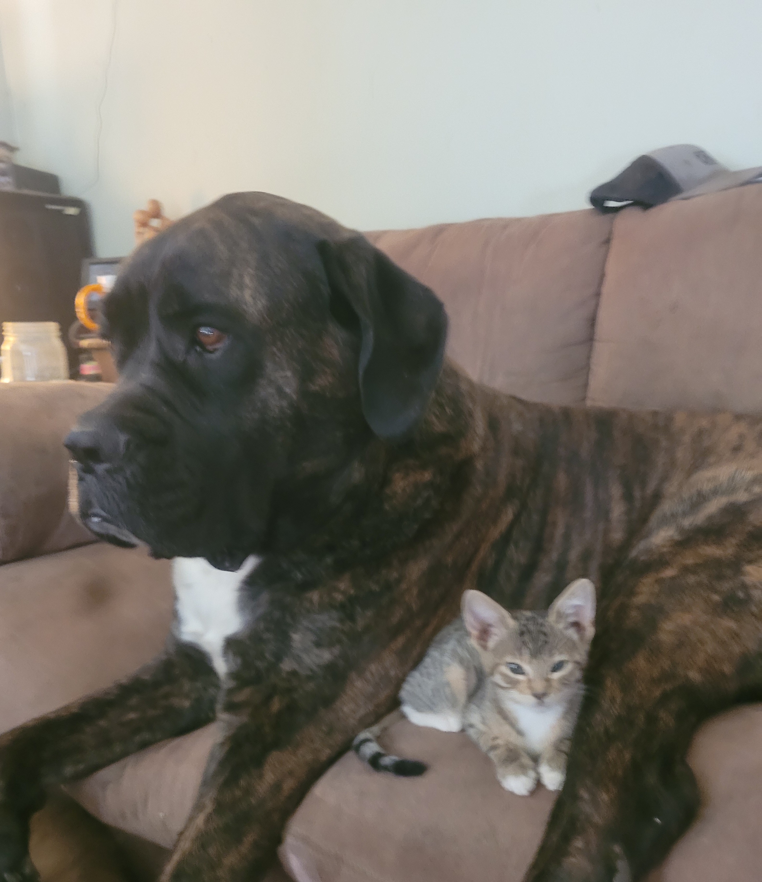 Rose, a Adoptable mixed breed in California Hot Springs, CA image 2/2