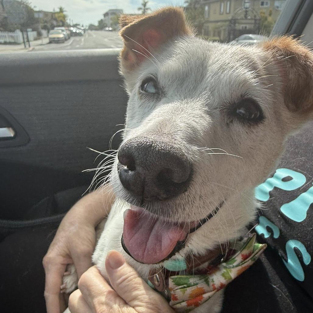 Acorn — thumbnail 2