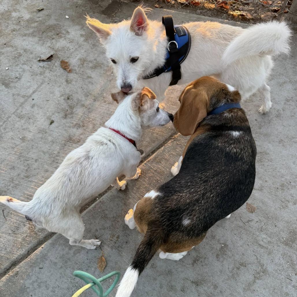 Acorn — thumbnail 4