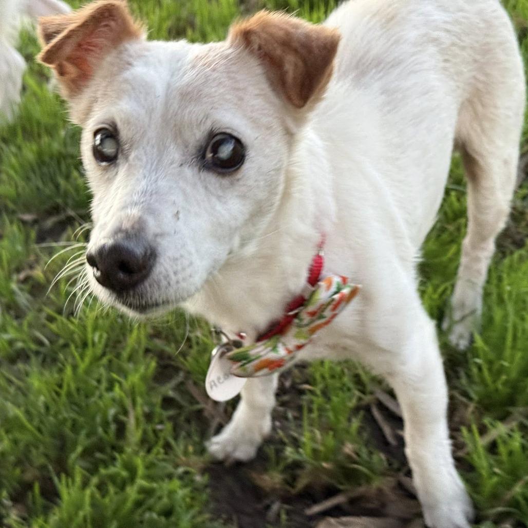 Acorn — thumbnail 6