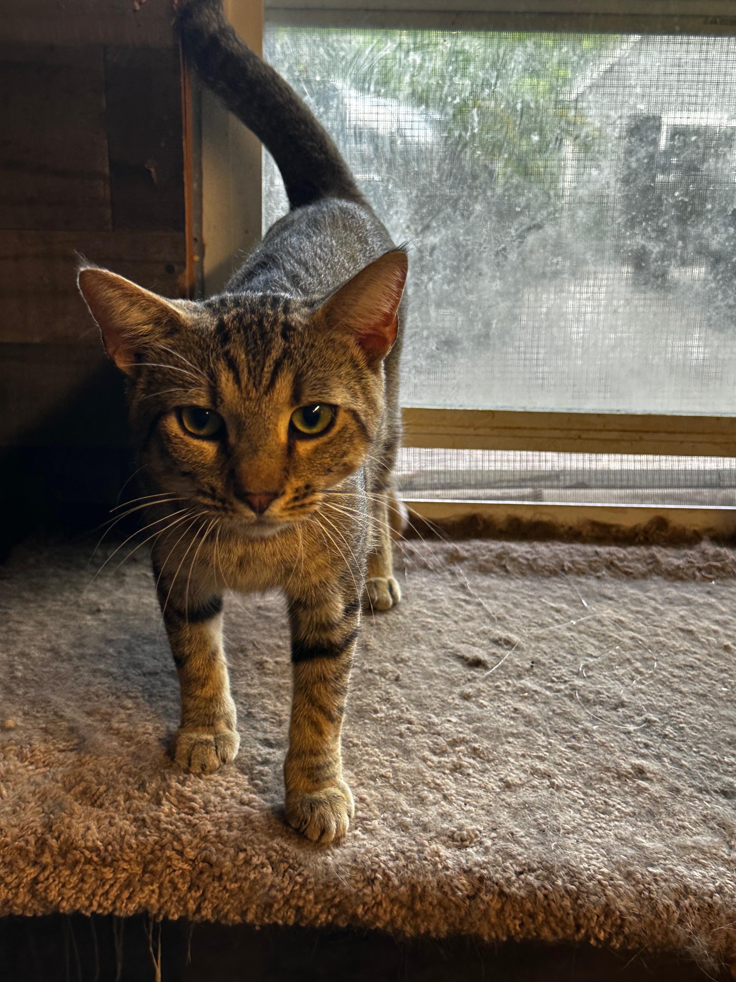 Enlarge Screech, a Adoptable American Shorthair in Middleburg, FL image 1/3