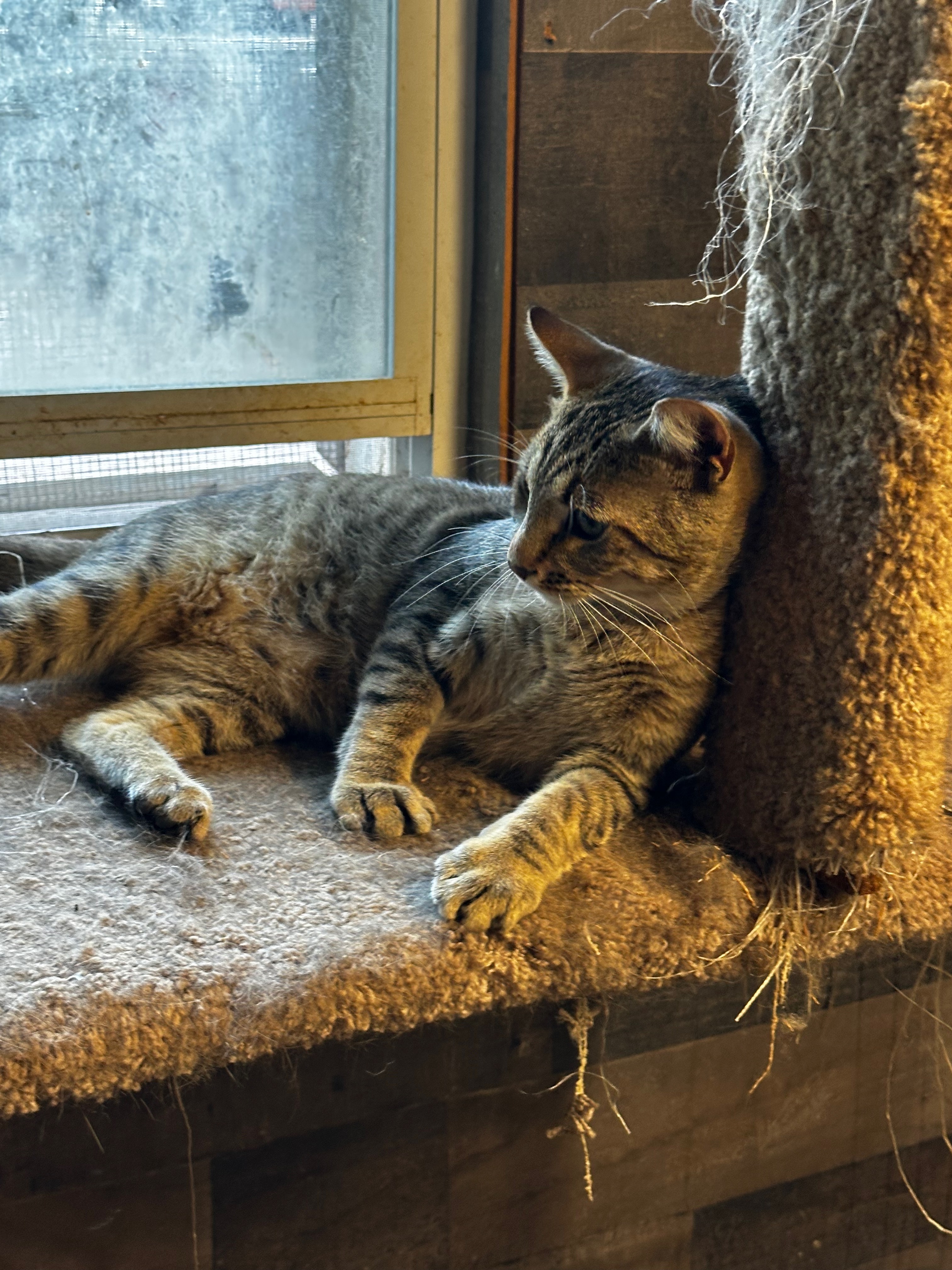 Enlarge Screech, a Adoptable American Shorthair in Middleburg, FL image 2/3