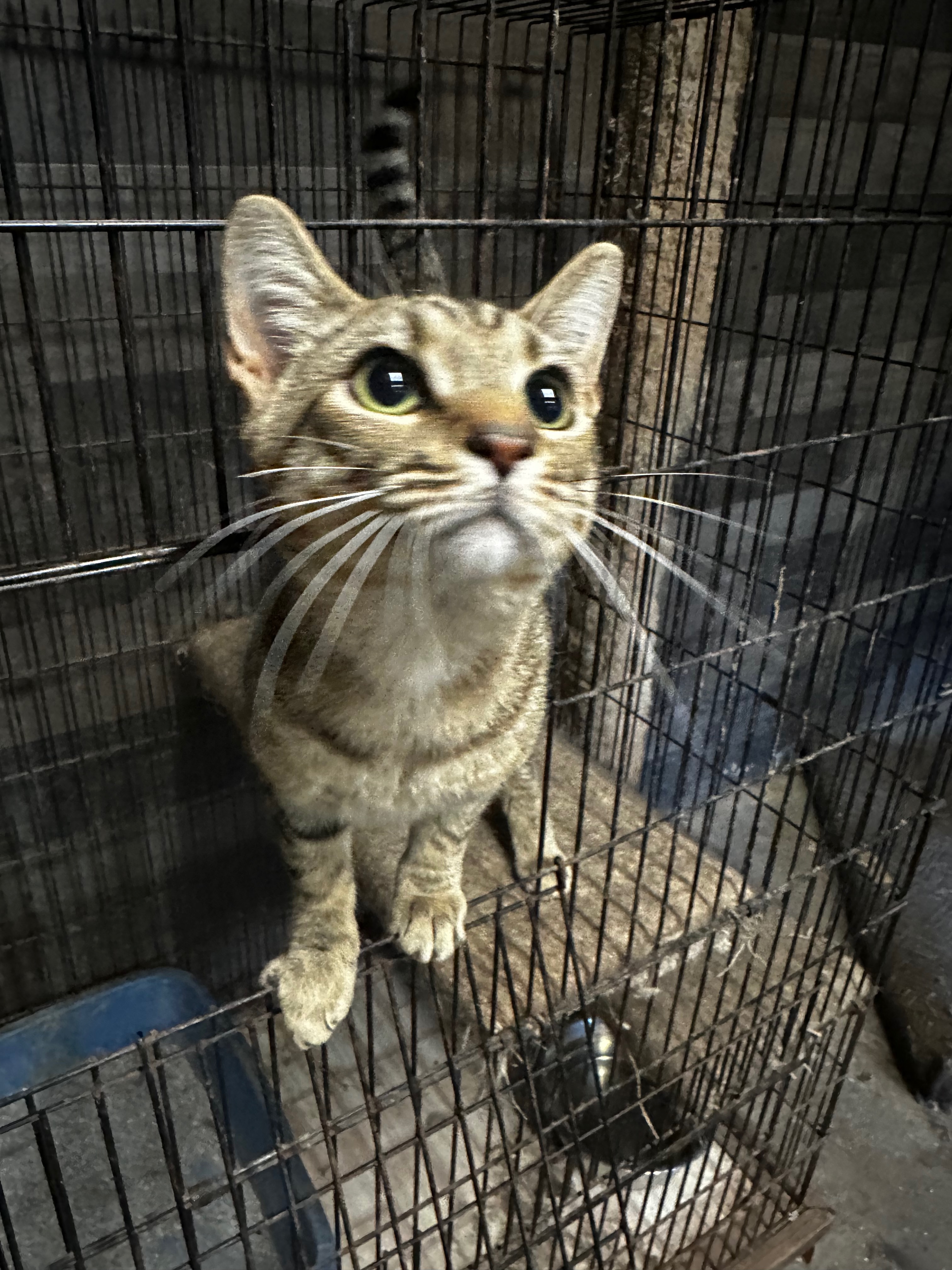 Enlarge Screech, a Adoptable American Shorthair in Middleburg, FL image 3/3