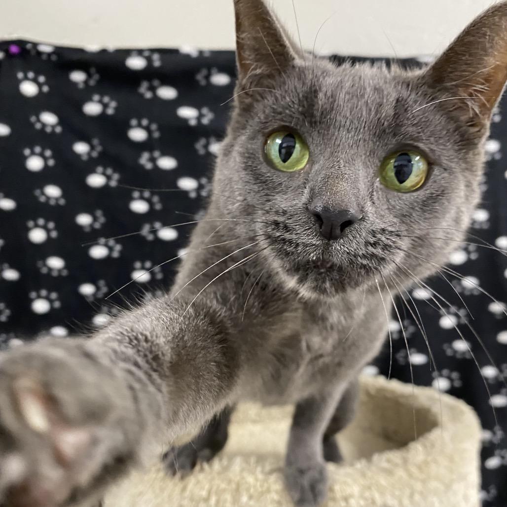 Coretta, a Adoptable Domestic Short Hair in Puslinch, ON image 1/6