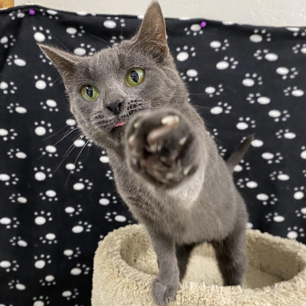 Coretta, a Adoptable Domestic Short Hair in Puslinch, ON image 2/6