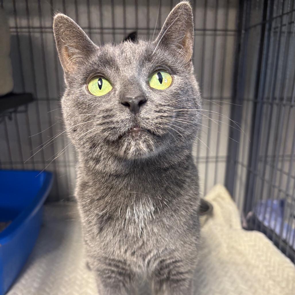 Coretta, a Adoptable Domestic Short Hair in Puslinch, ON image 3/6