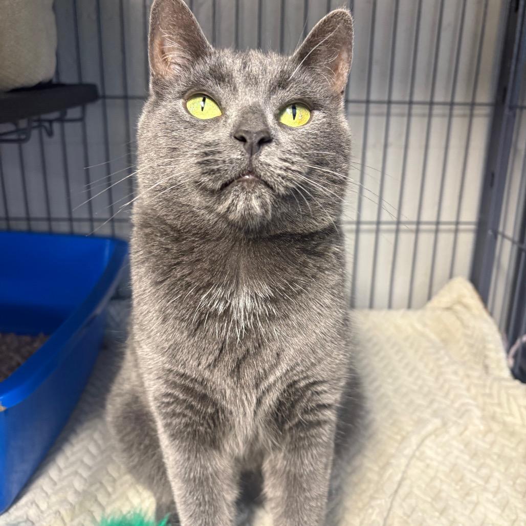 Coretta, a Adoptable Domestic Short Hair in Puslinch, ON image 4/6