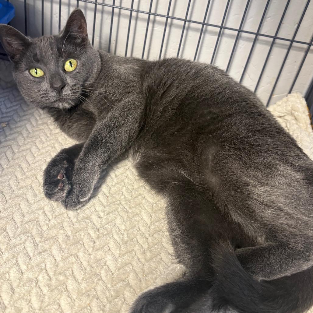 Coretta, a Adoptable Domestic Short Hair in Puslinch, ON image 5/6