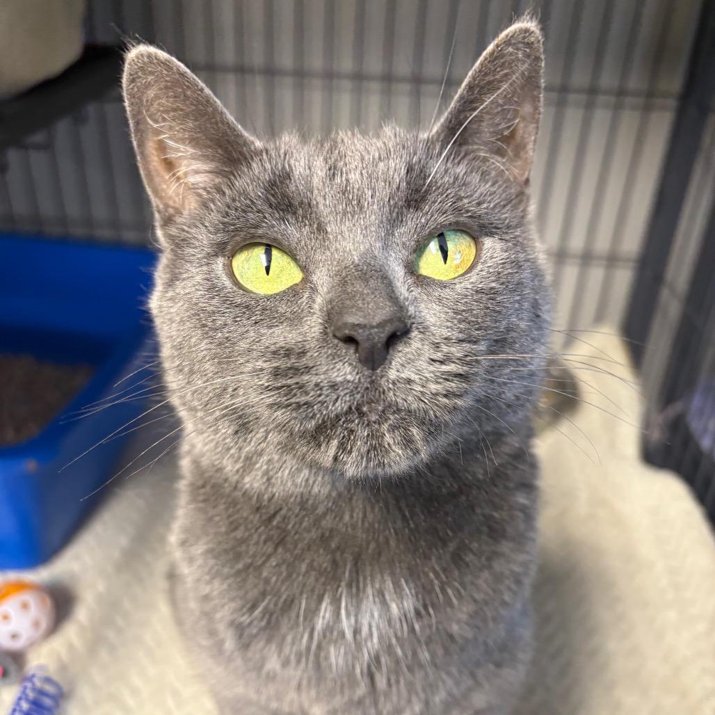 Coretta, a Adoptable Domestic Short Hair in Puslinch, ON image 6/6