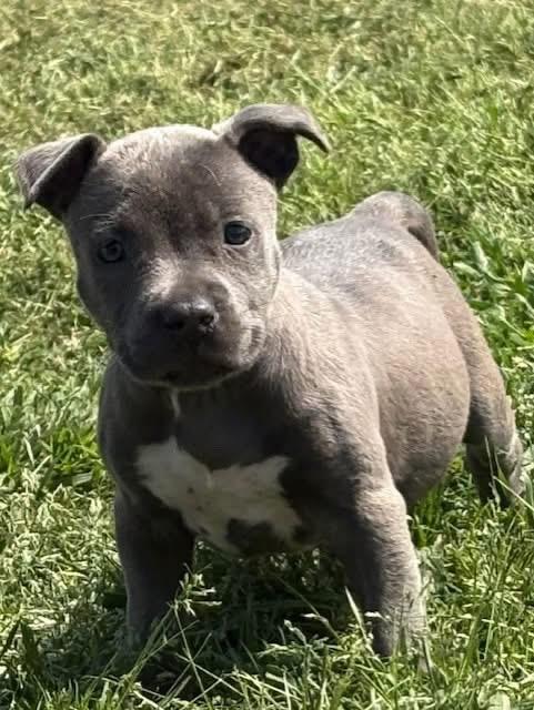 Enlarge Adella , an adopted Mixed Breed in Southaven , MS image 1/6