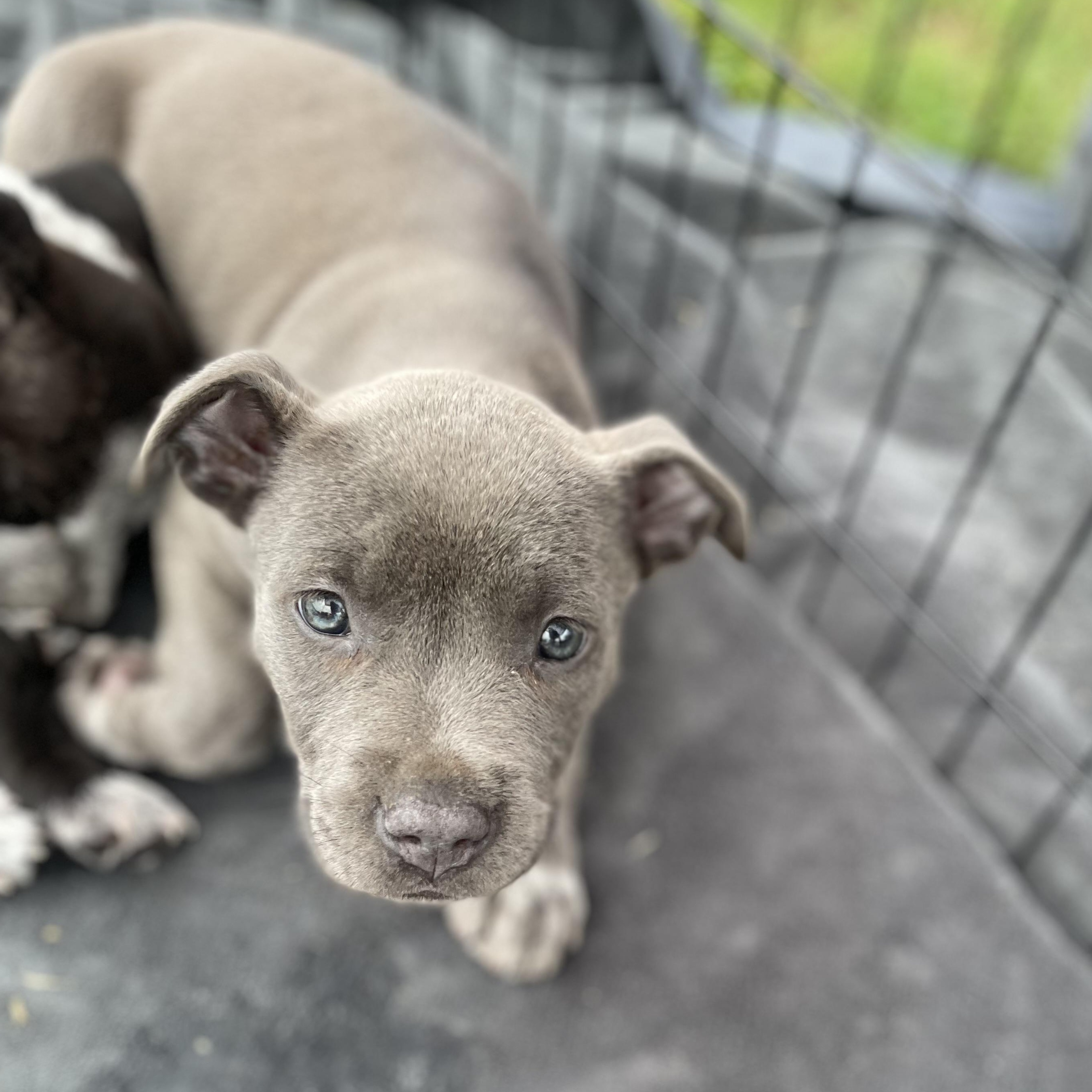 Enlarge Adella , an adopted Mixed Breed in Southaven , MS image 5/6