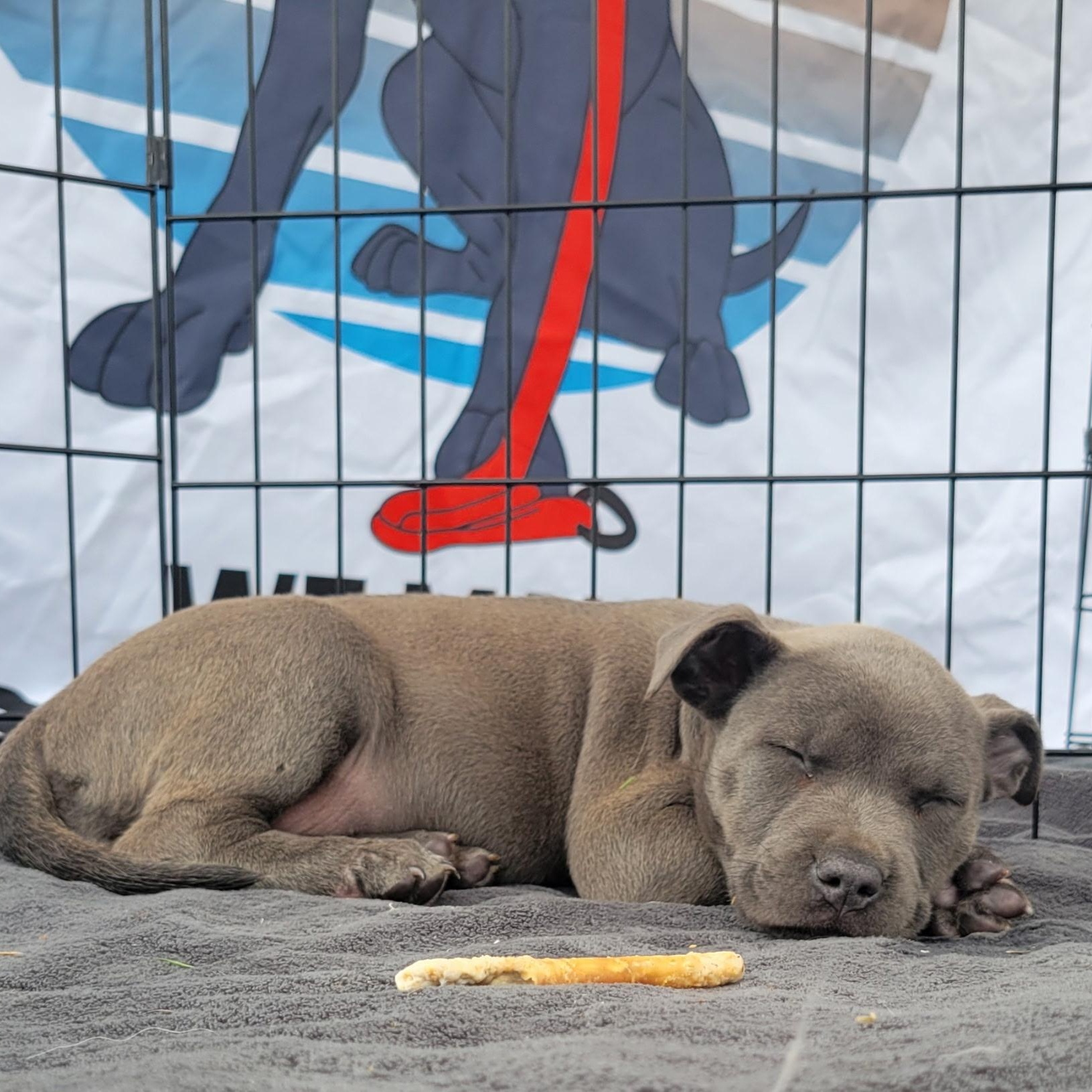 Enlarge Adella , an adopted Mixed Breed in Southaven , MS image 6/6