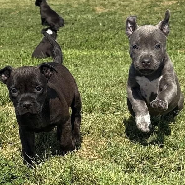 Enlarge Adella , an adopted Mixed Breed in Southaven , MS image 3/6