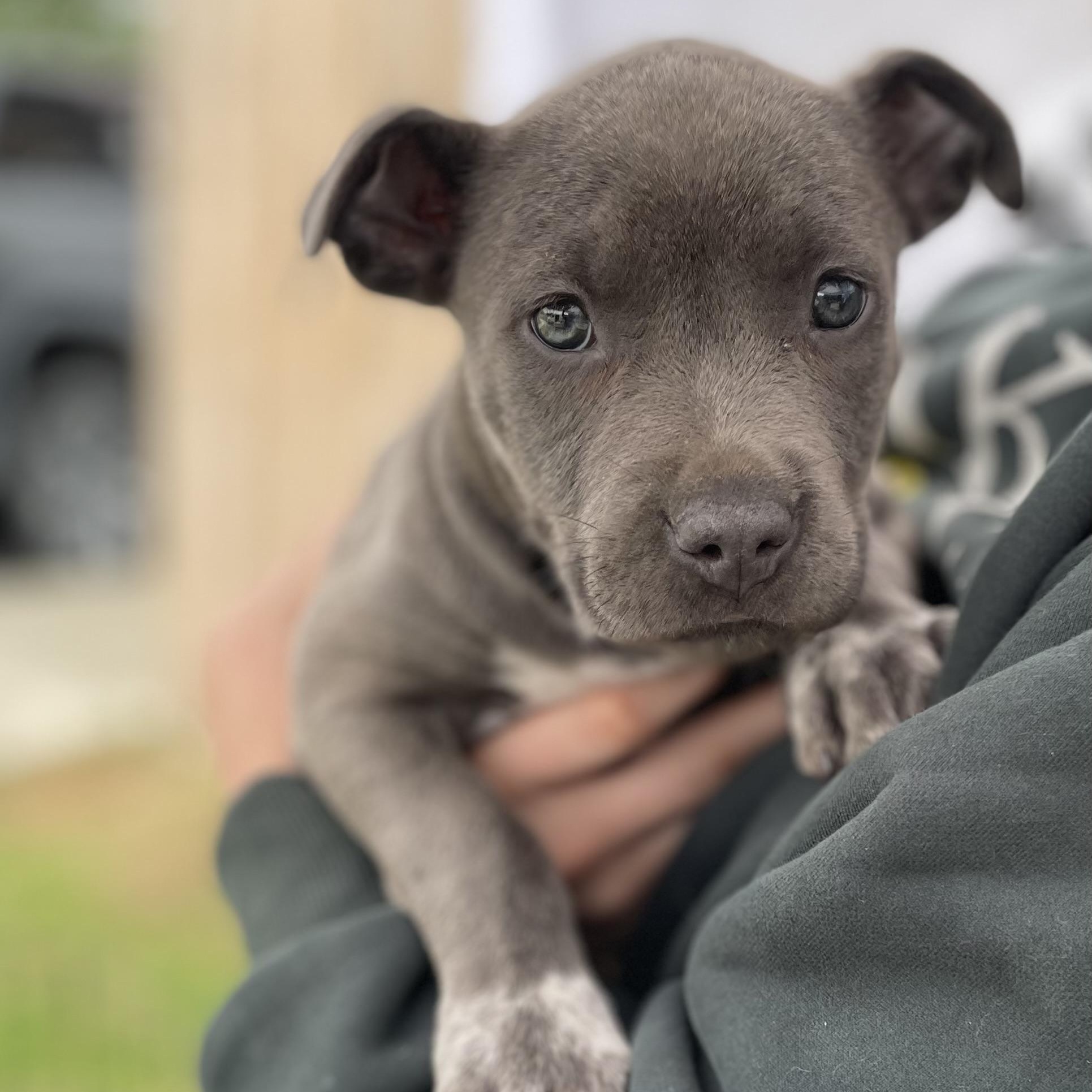 Enlarge Adella , an adopted Mixed Breed in Southaven , MS image 4/6