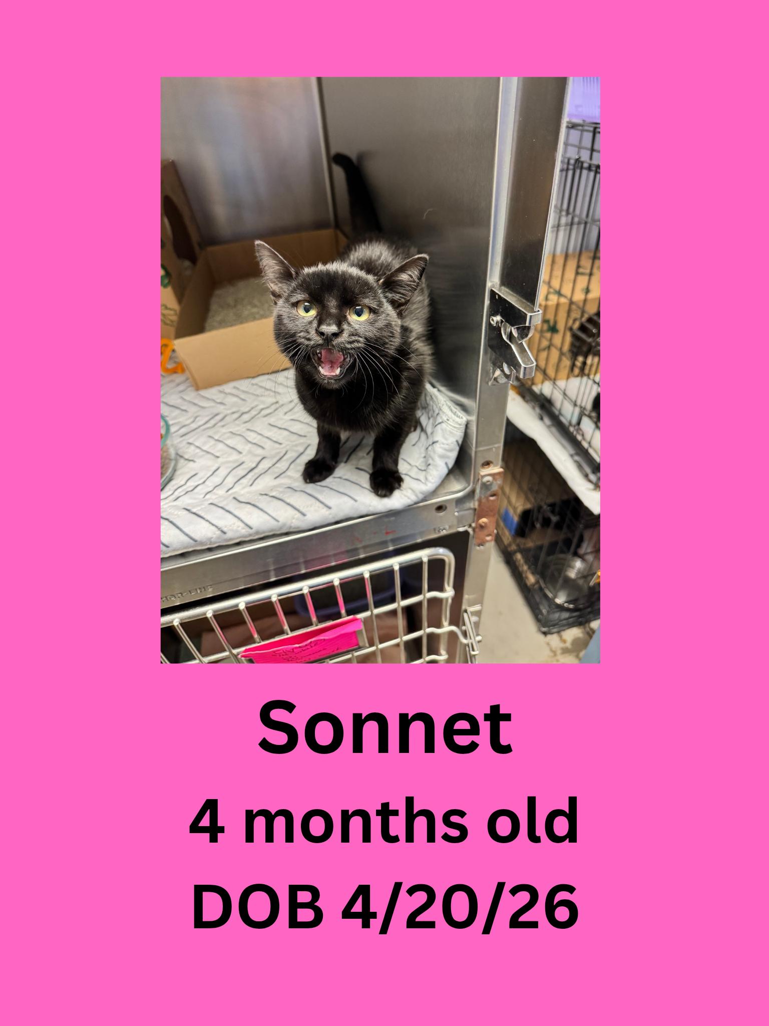 Sonnet, Adopted, Young Female Domestic Short Hair.