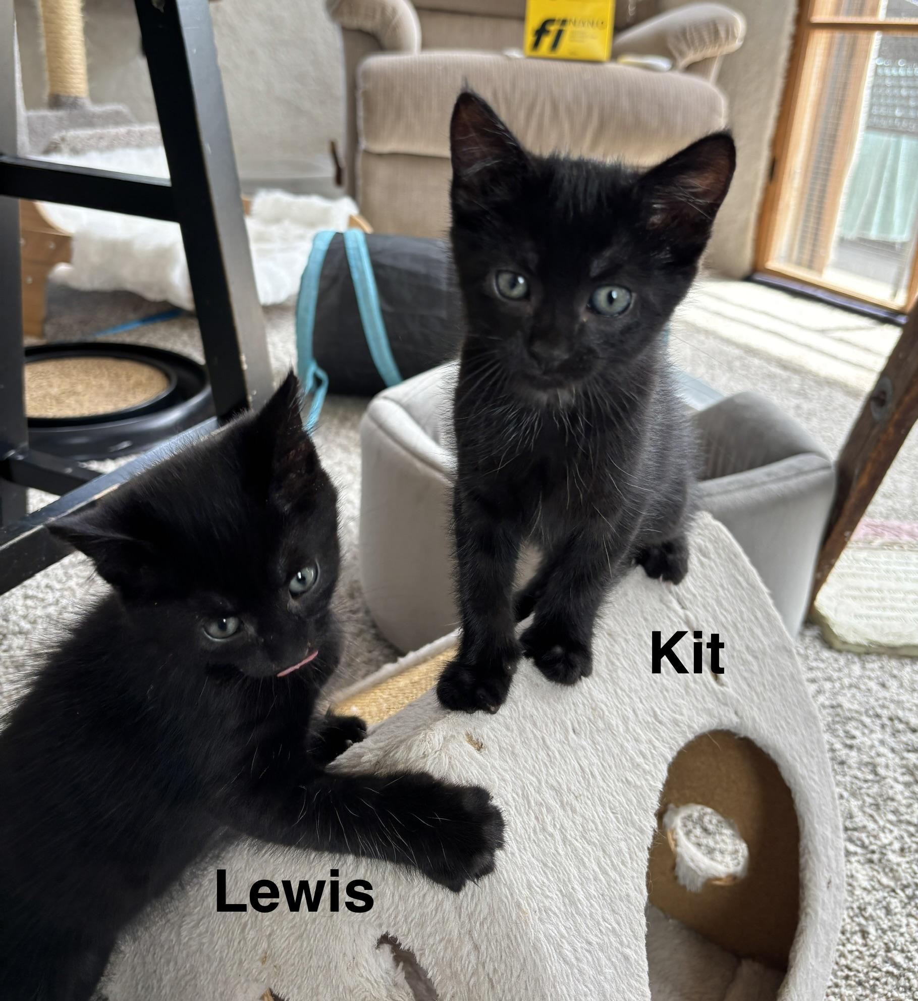 Enlarge Lewis - The Pretty Woman Litter, a Adopted mixed breed in Sheboygan, WI image 4/4