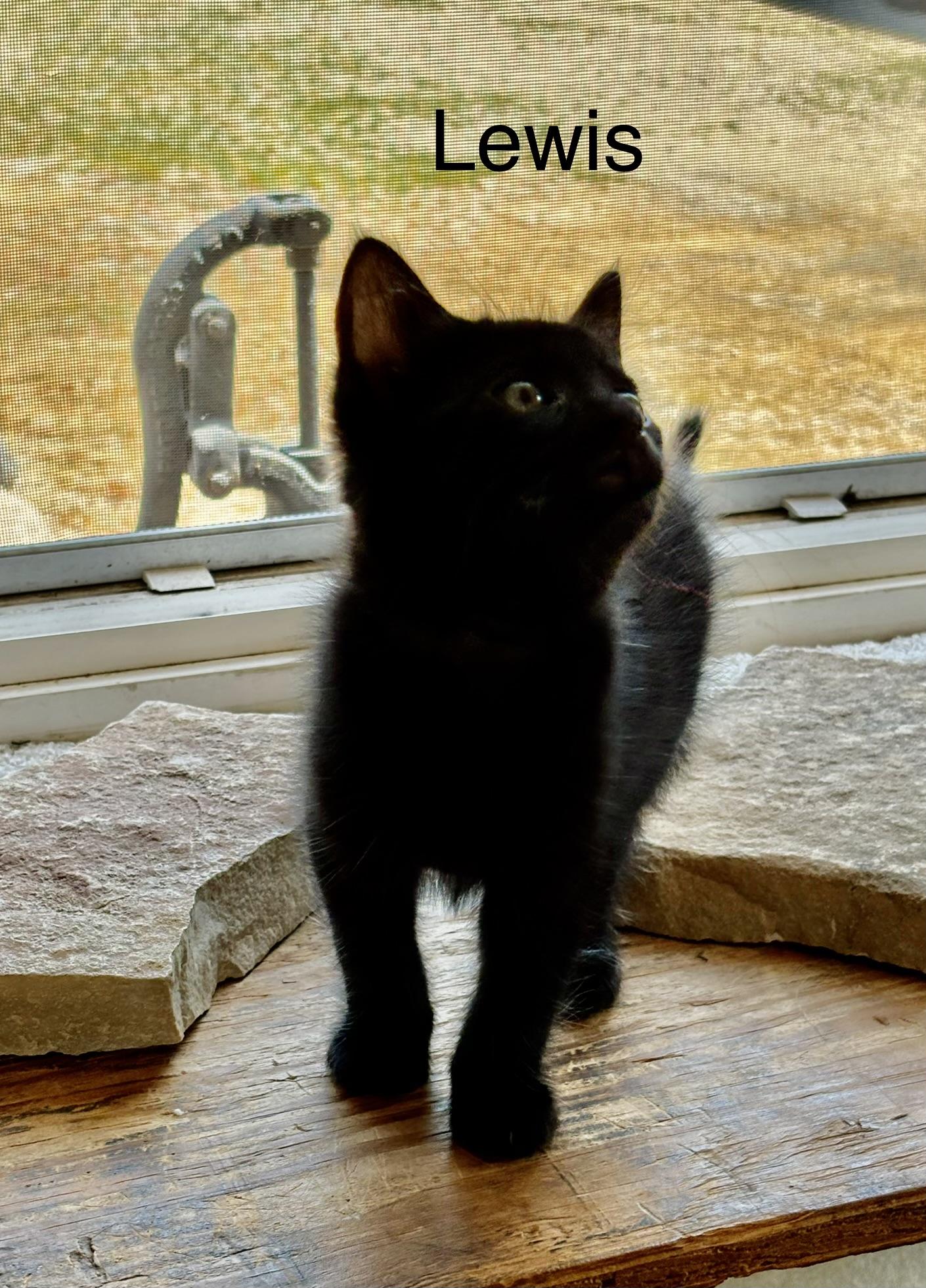 Lewis - The Pretty Woman Litter, Adopted, Kitten Male Domestic Short Hair.