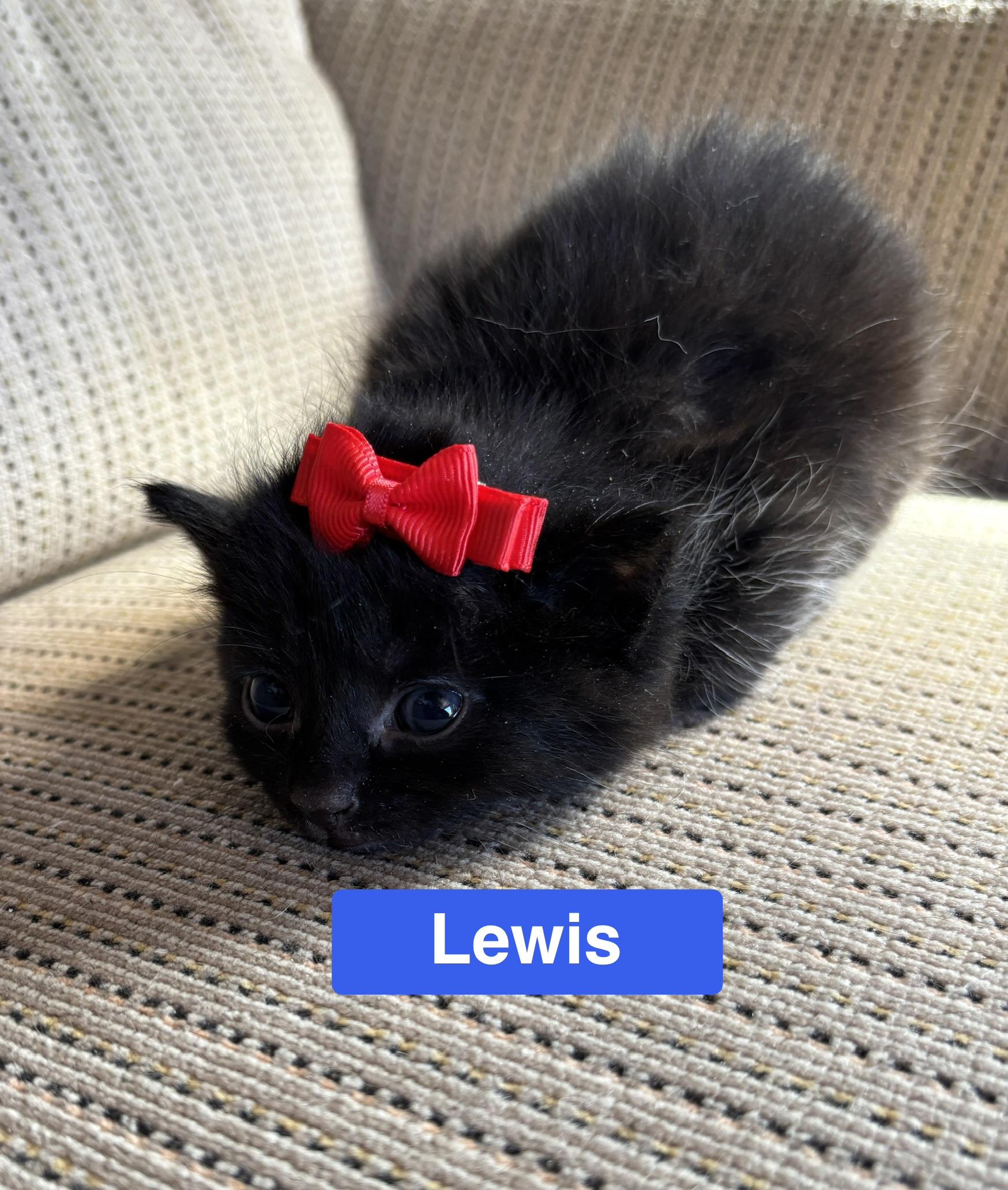 Enlarge Lewis - The Pretty Woman Litter, a Adopted mixed breed in Sheboygan, WI image 2/4