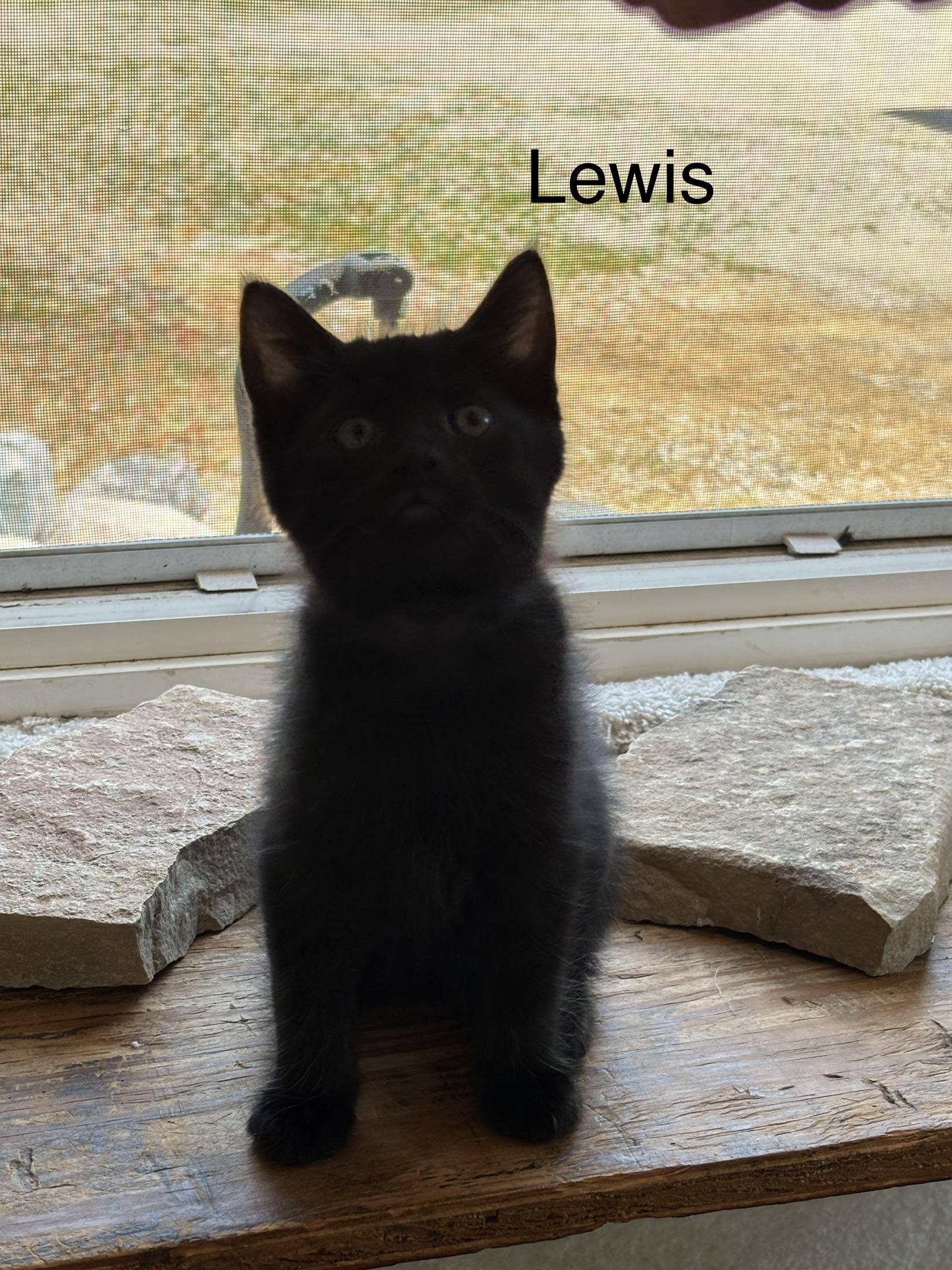 Enlarge Lewis - The Pretty Woman Litter, a Adopted mixed breed in Sheboygan, WI image 3/4