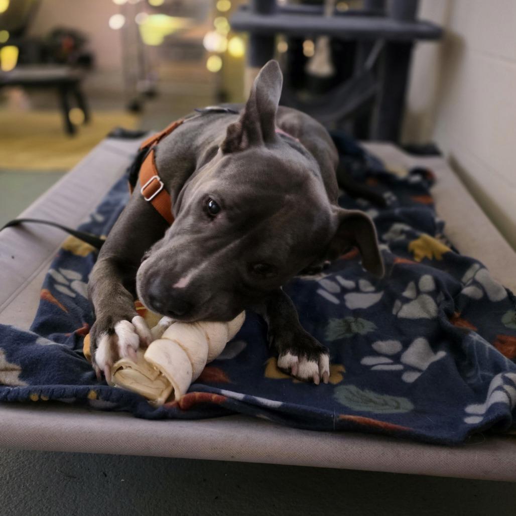 Yogurt, Adoptable, Adult Male Mixed Breed.