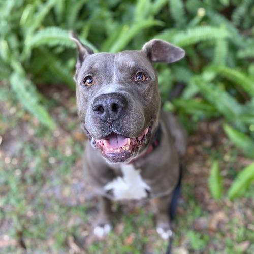 Yogurt, Adoptable, Adult Male Mixed Breed.